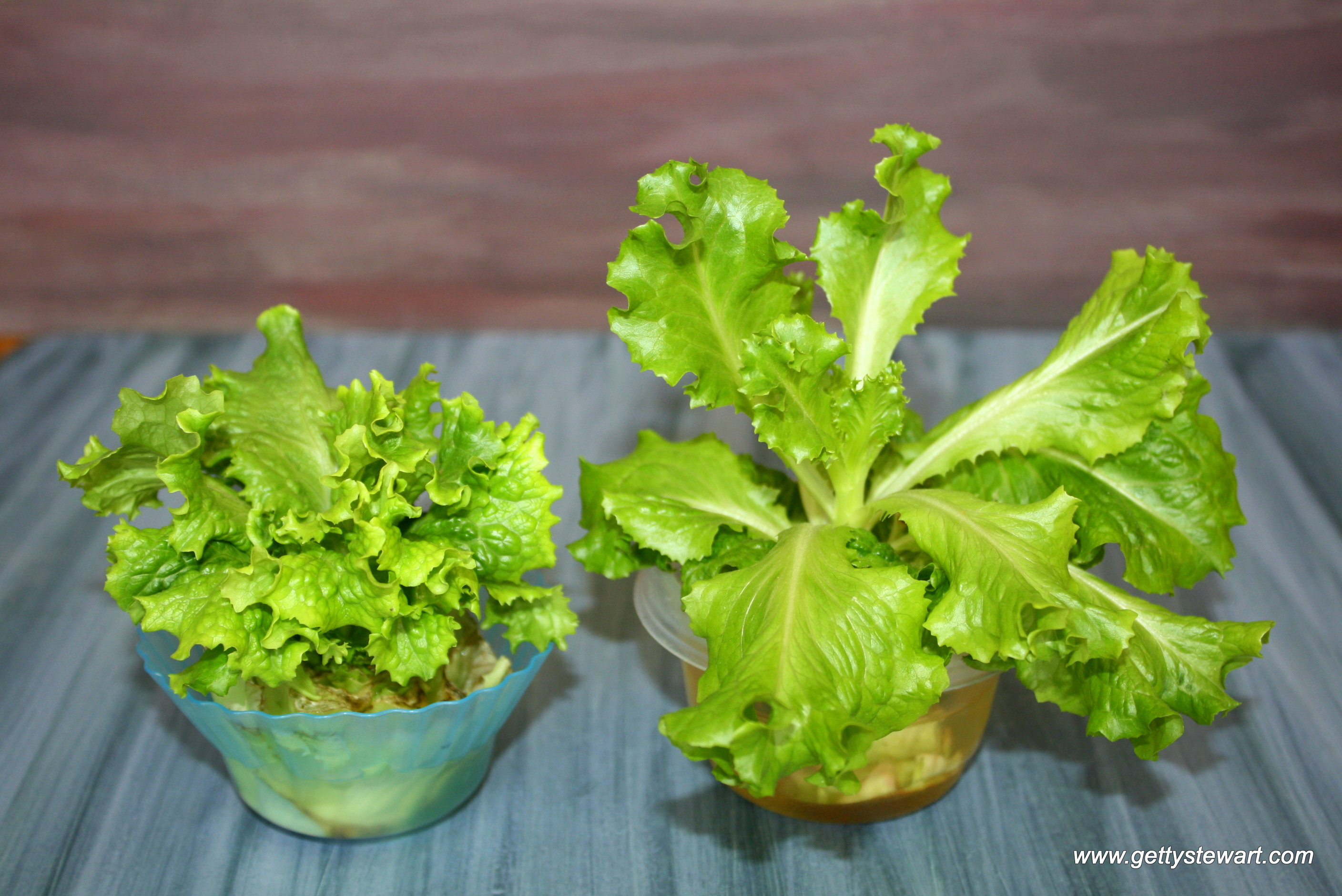 How to Regrow Romaine Lettuce from the Stem - GettyStewart.com