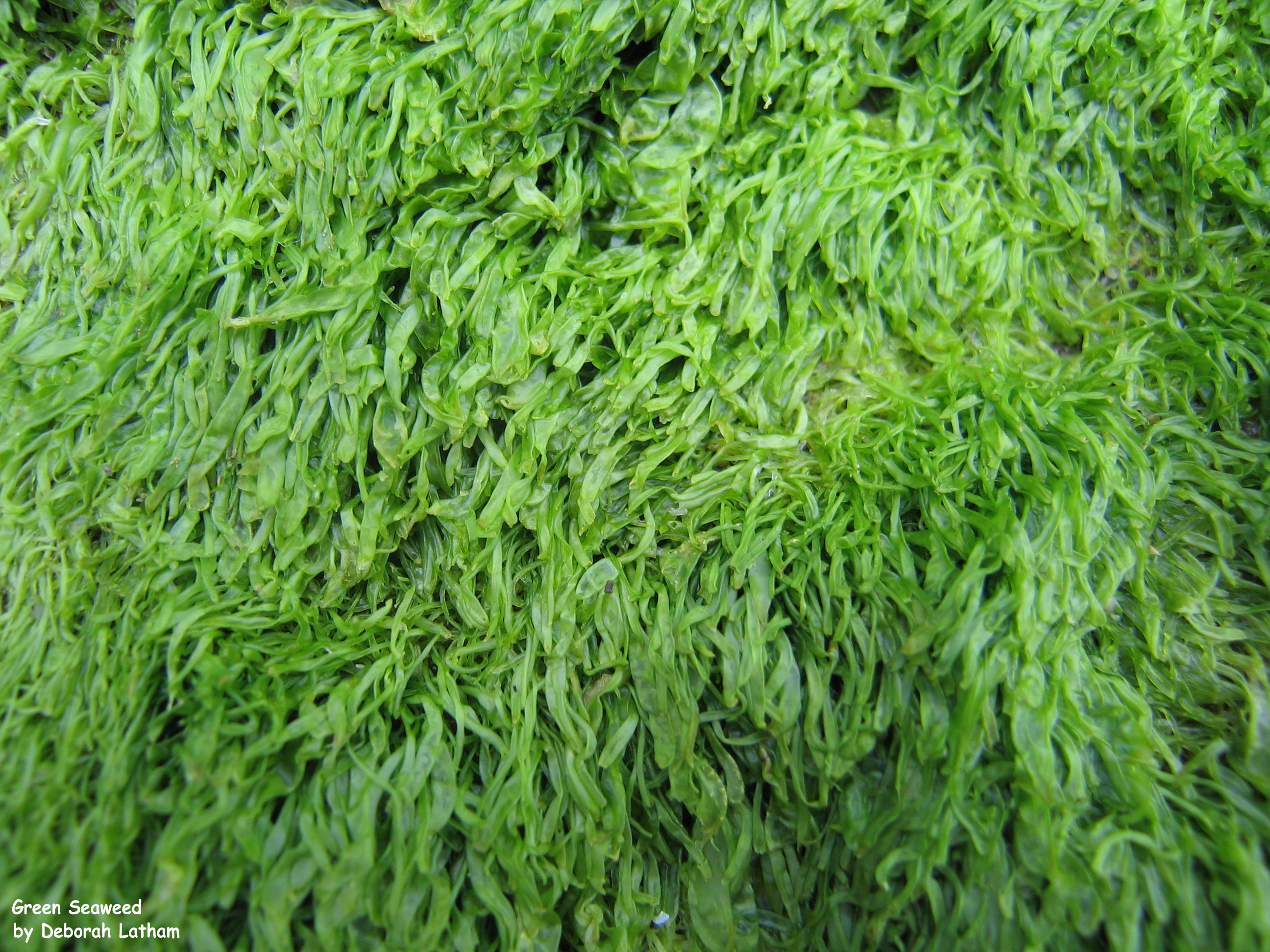 Green Seaweed: NEN Gallery