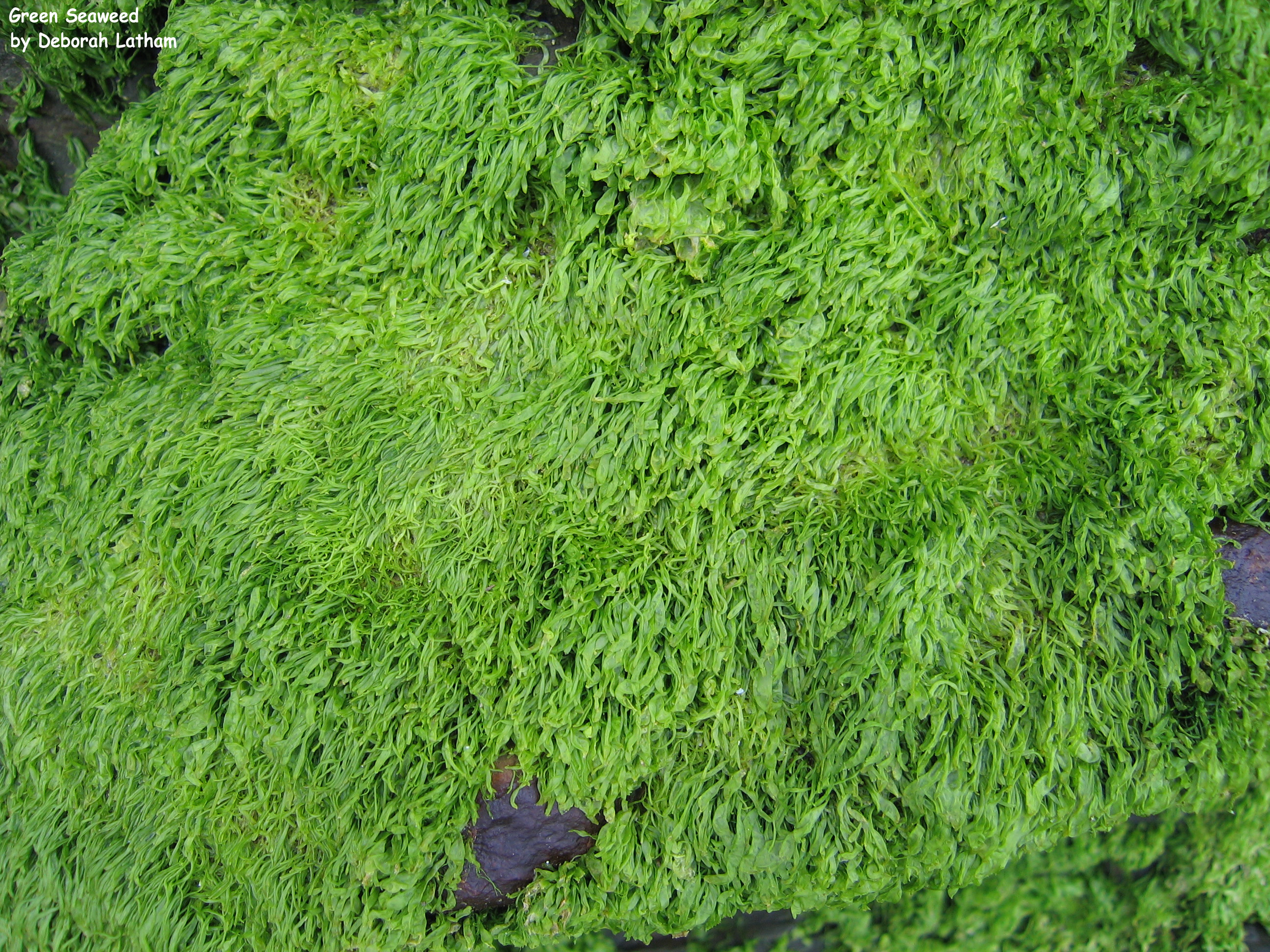 Green Seaweed: NEN Gallery