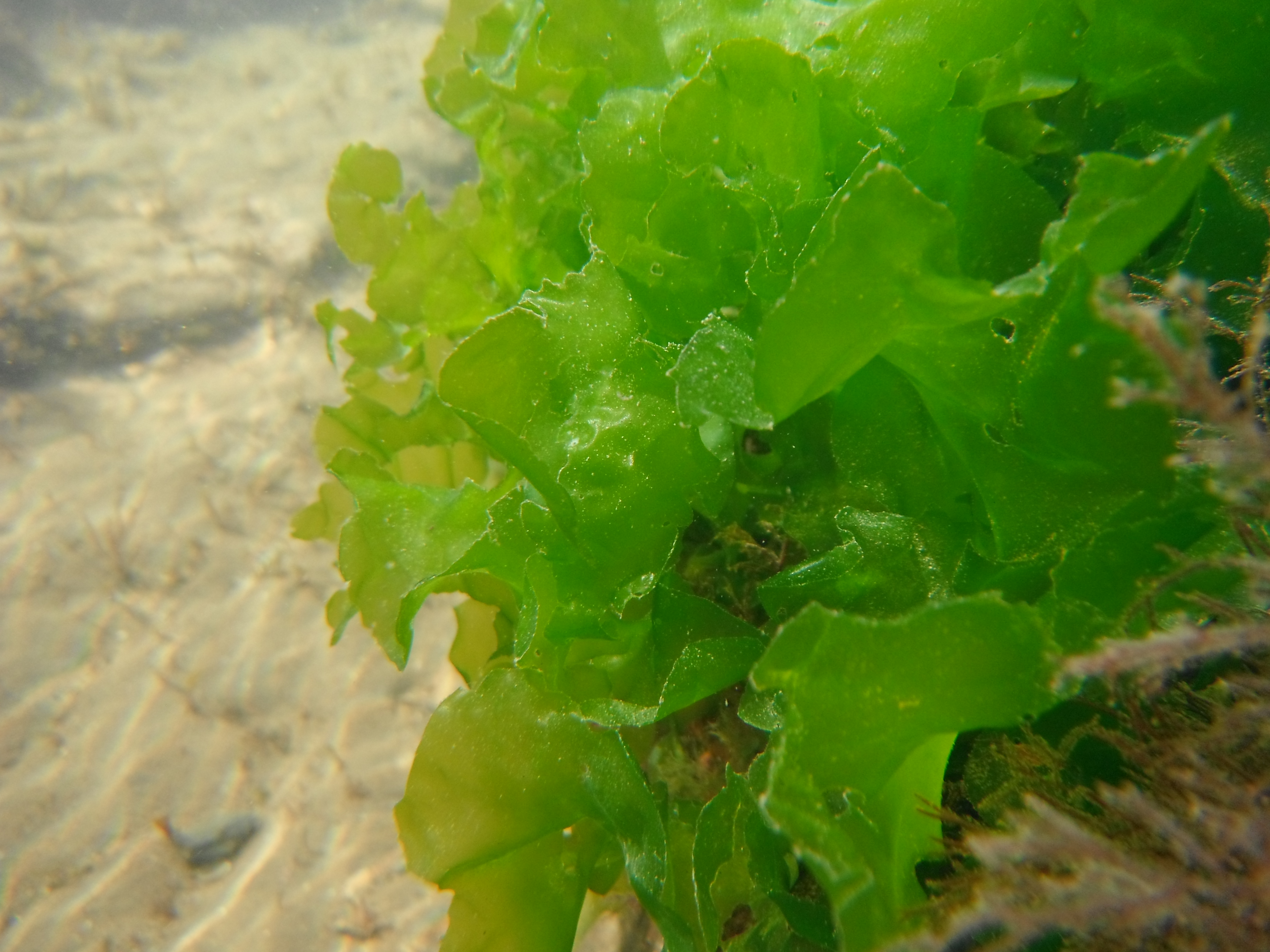 Seaweed malarkey Part 2 | phycobabble