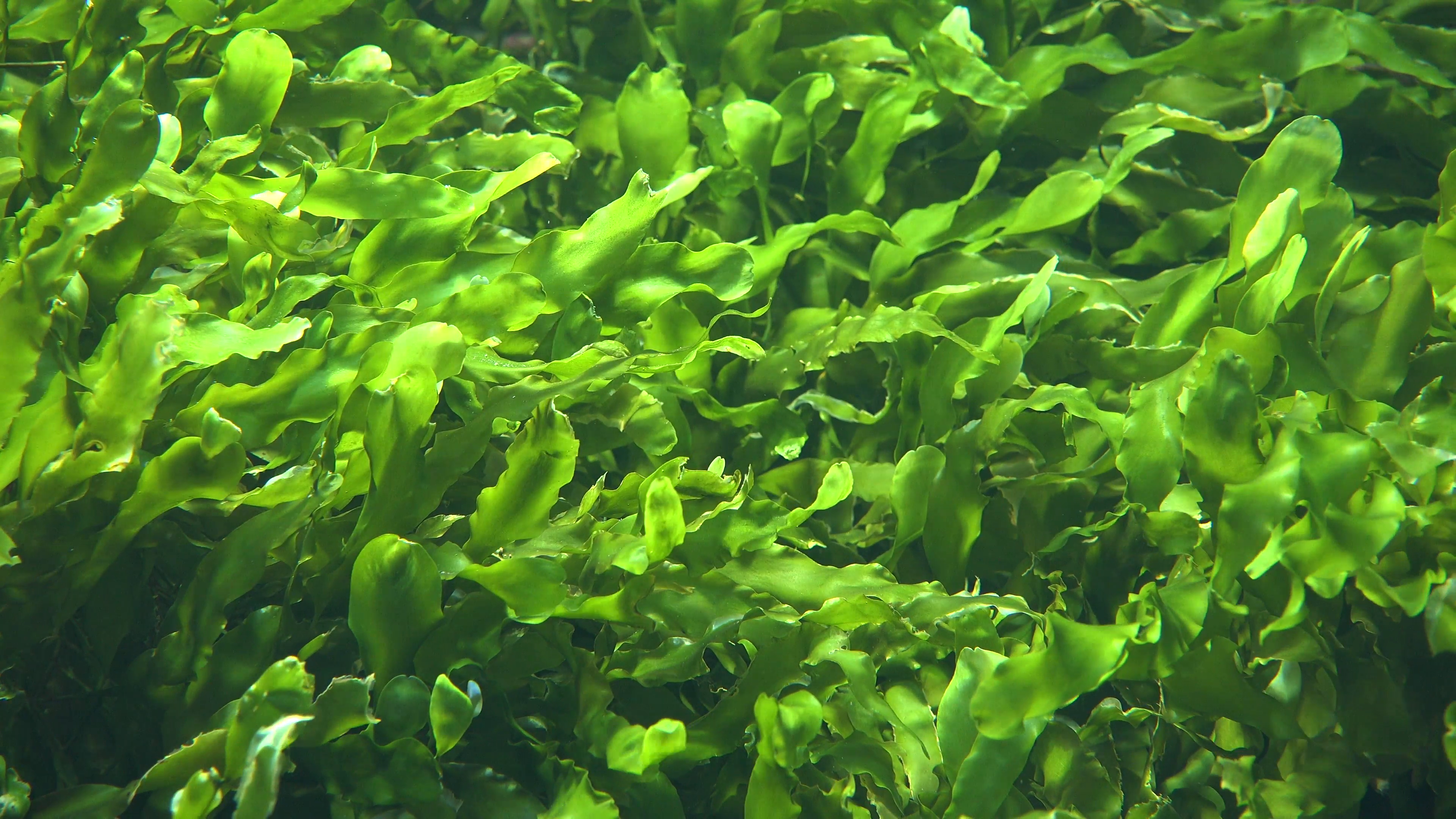 Seaweed And Sea Algae Stock Video Footage - Videoblocks
