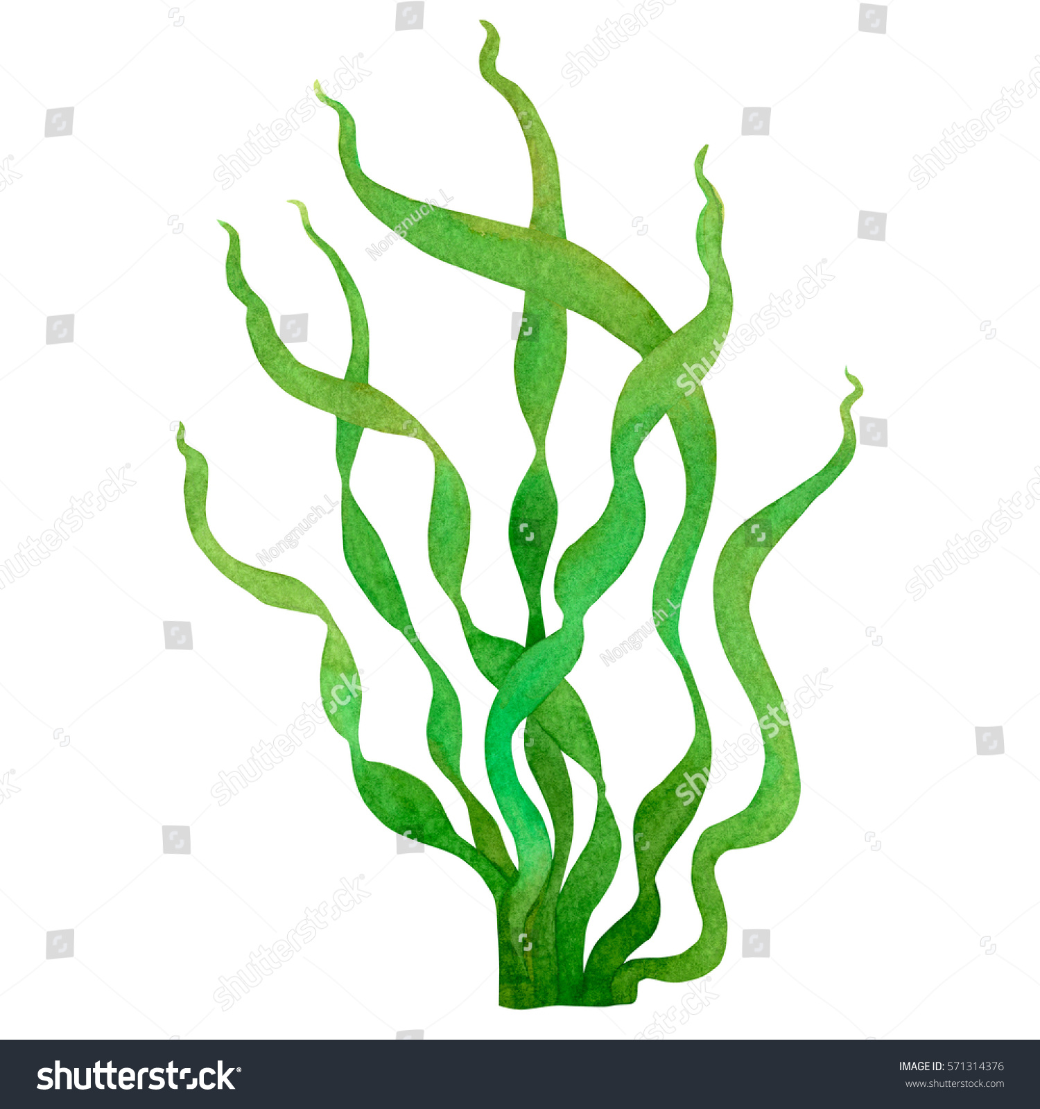 Green Seaweed Watercolor Hand Painted Element Stock Illustration ...