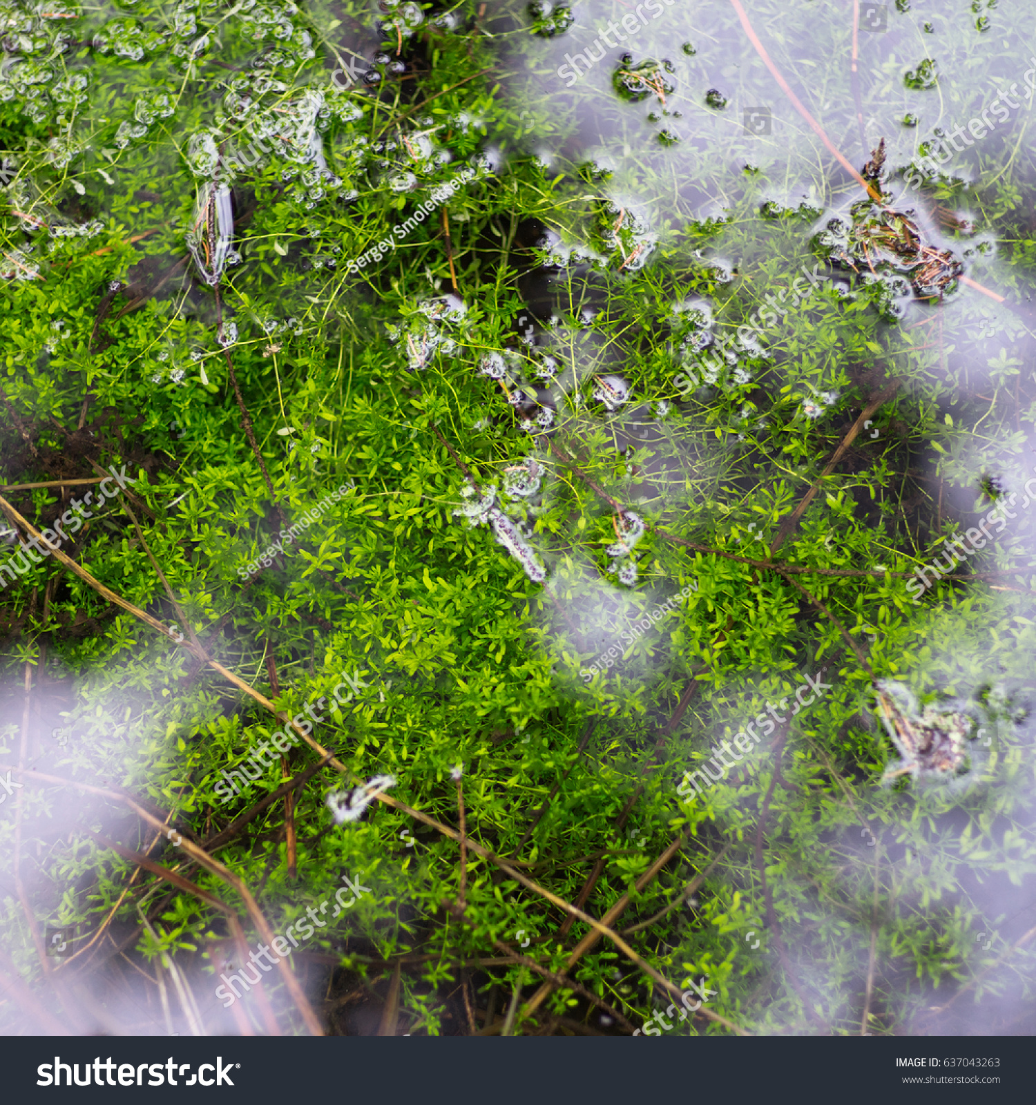 Green Seaweed Icebound Nature Background Stock Photo & Image ...