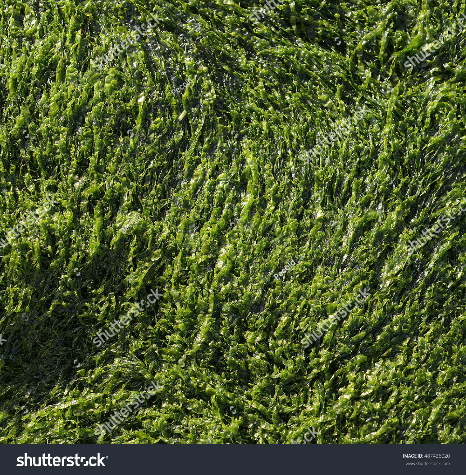 Seaweed Green Background Stock Photo (Royalty Free) 487436020 ...