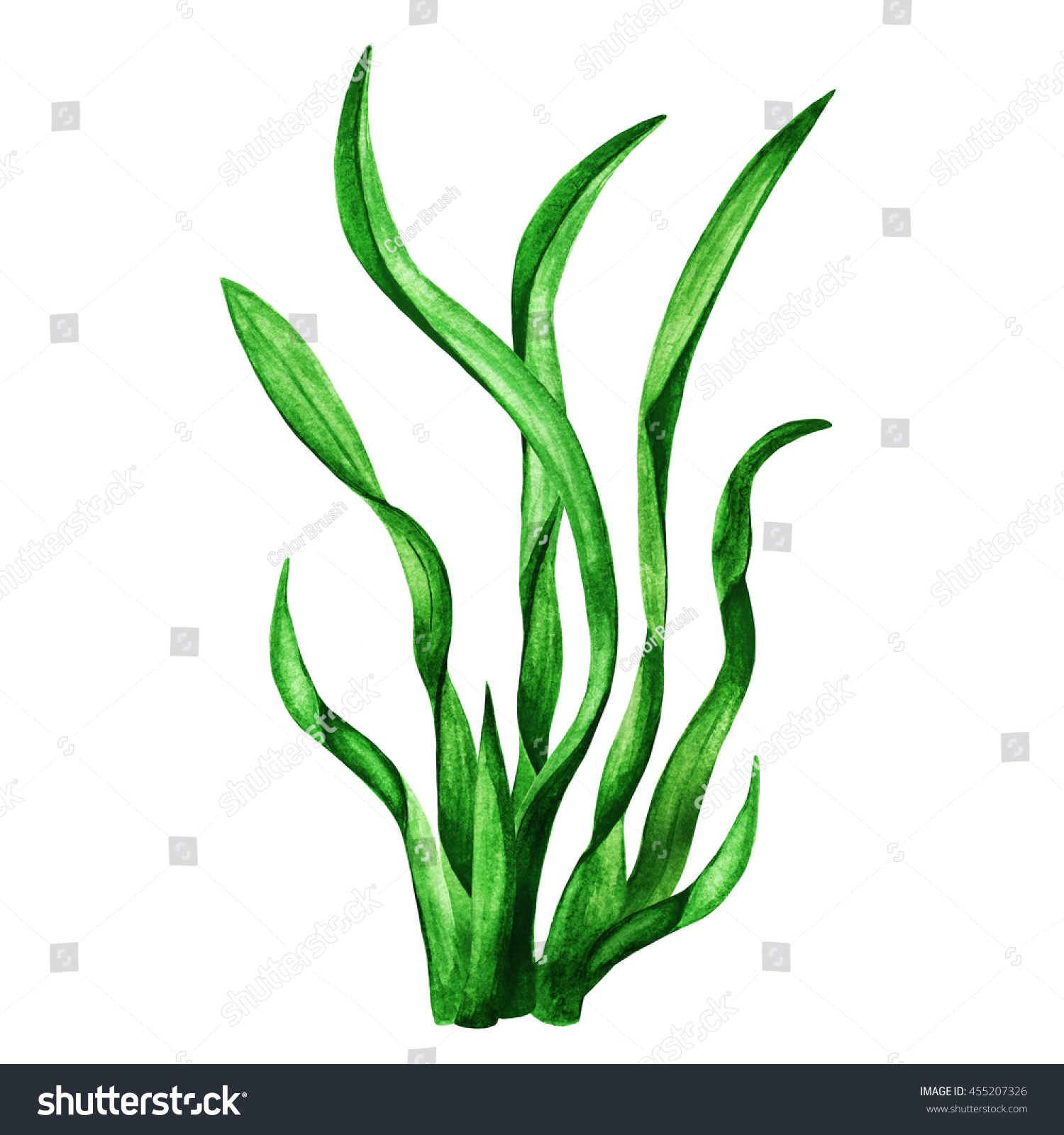 Nori Watercolor Seaweed Plant Green Grass Stock Illustration ...