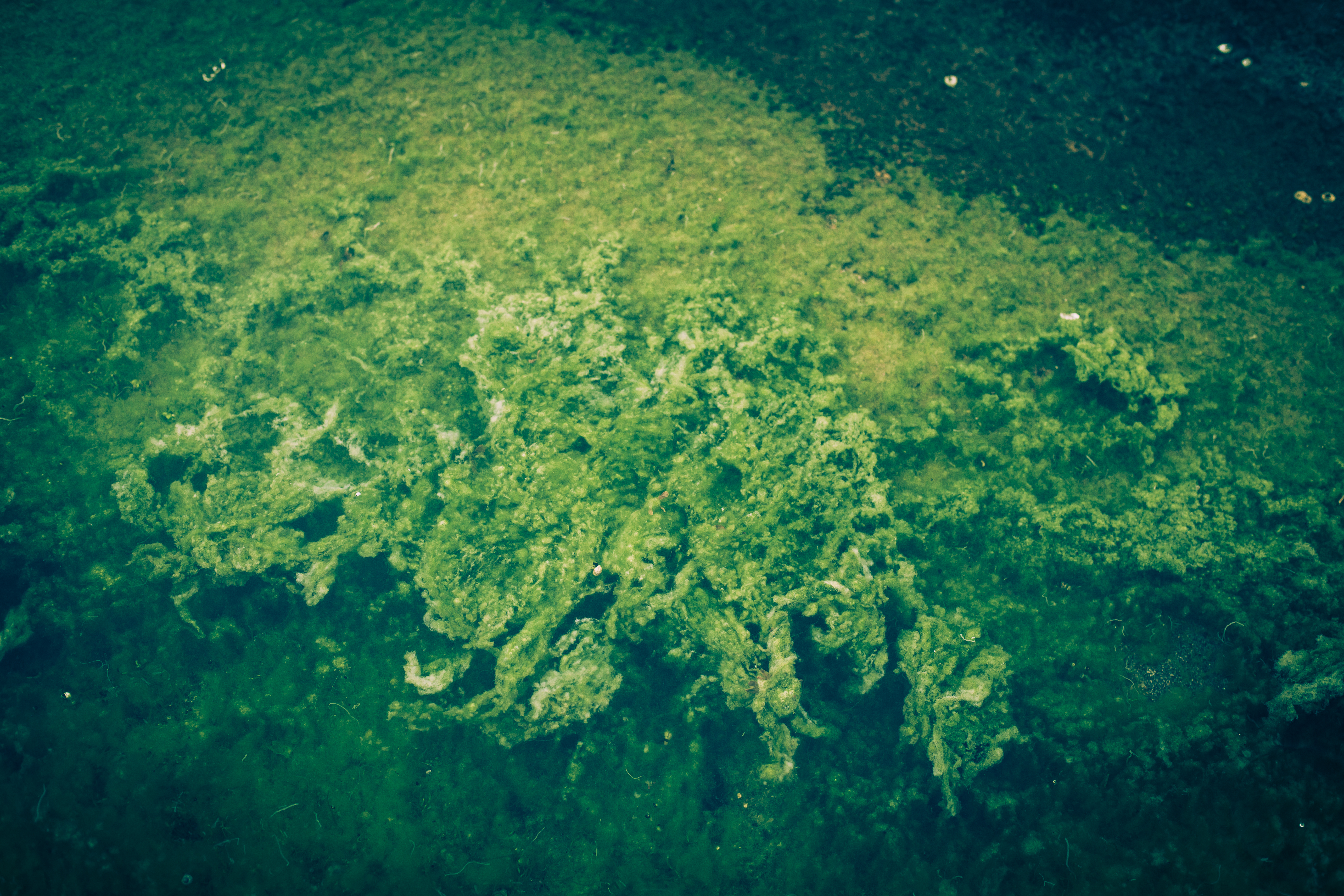 Green Seaweed Background, Abstract, Algea, Green, Ocean, HQ Photo