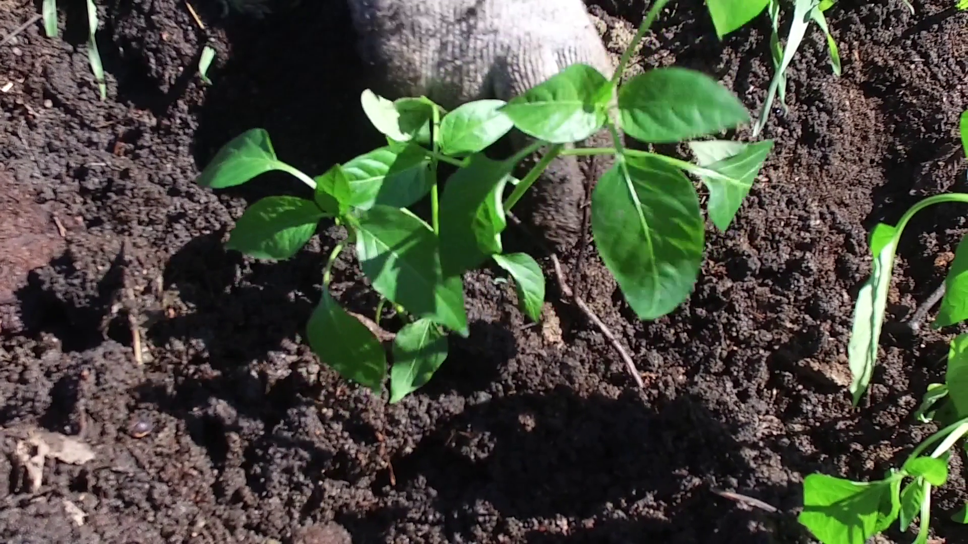Planting of green seedling pepper in the ground. Slow motion. Close ...