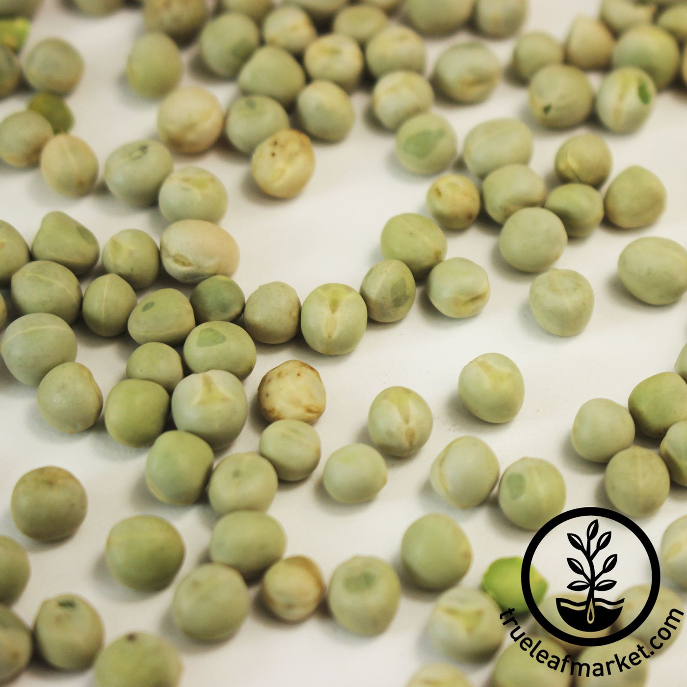 Organic Pea Seed | Pea Shoots | Pea Sprouts
