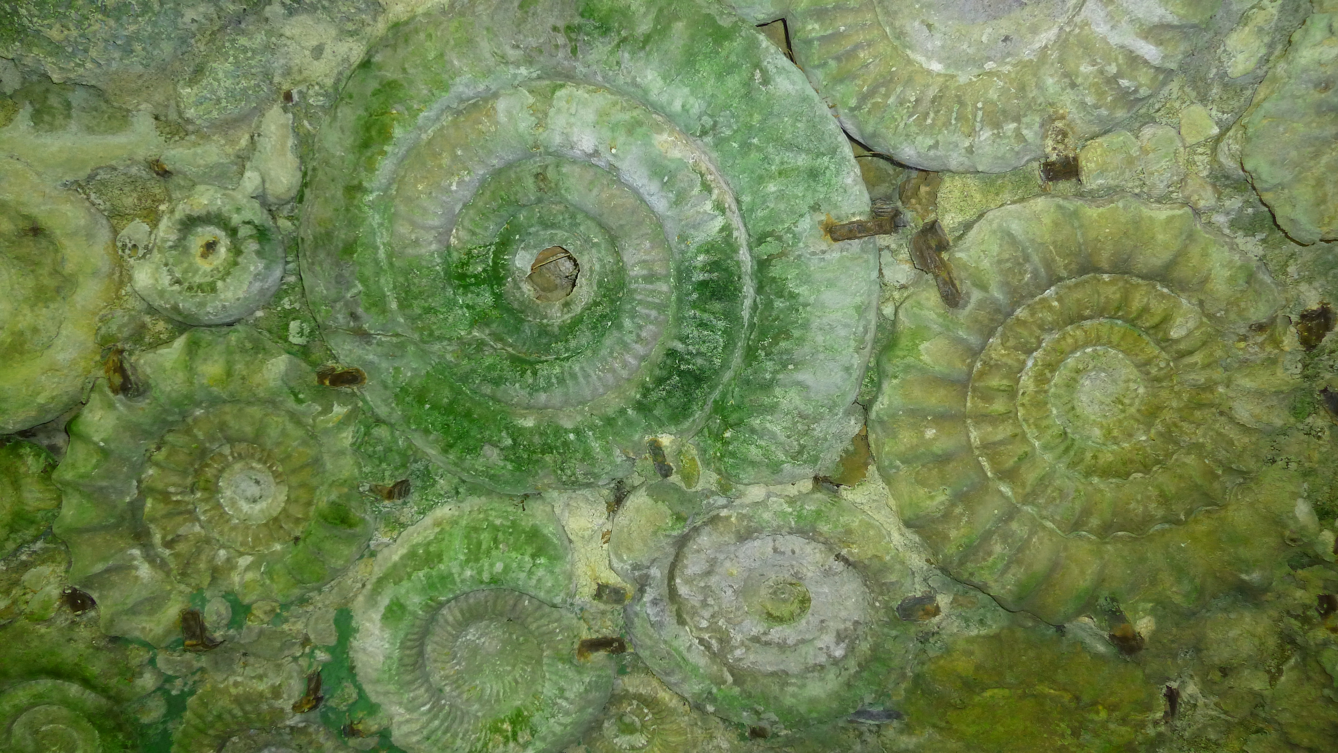 Green shells in the rock photo