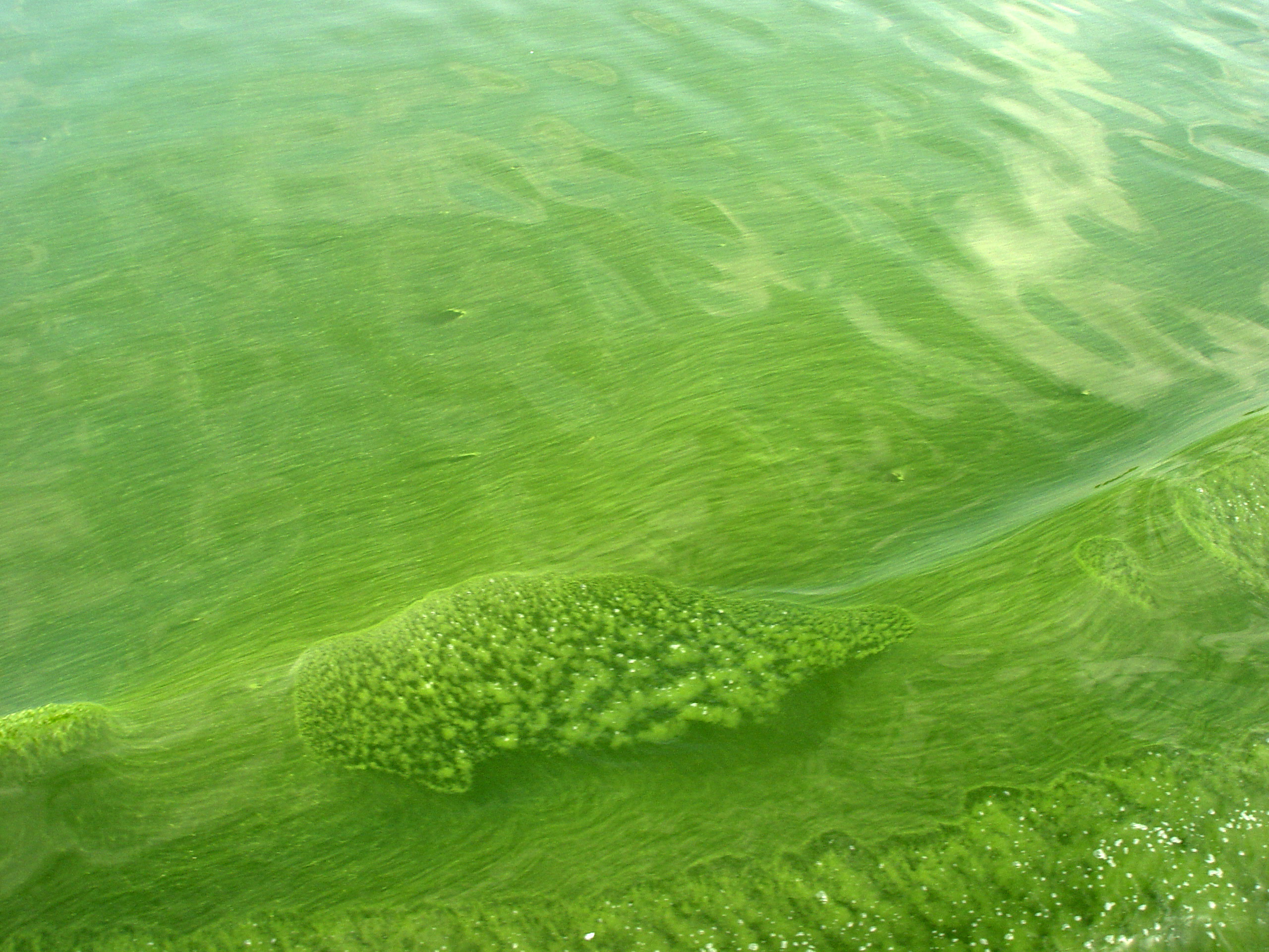Водоросли вызывают. Цианобактерии сине-зеленые водоросли. Хламидомонада цветение воды. Микроцистис водоросль. Хлорелла цианобактерии.