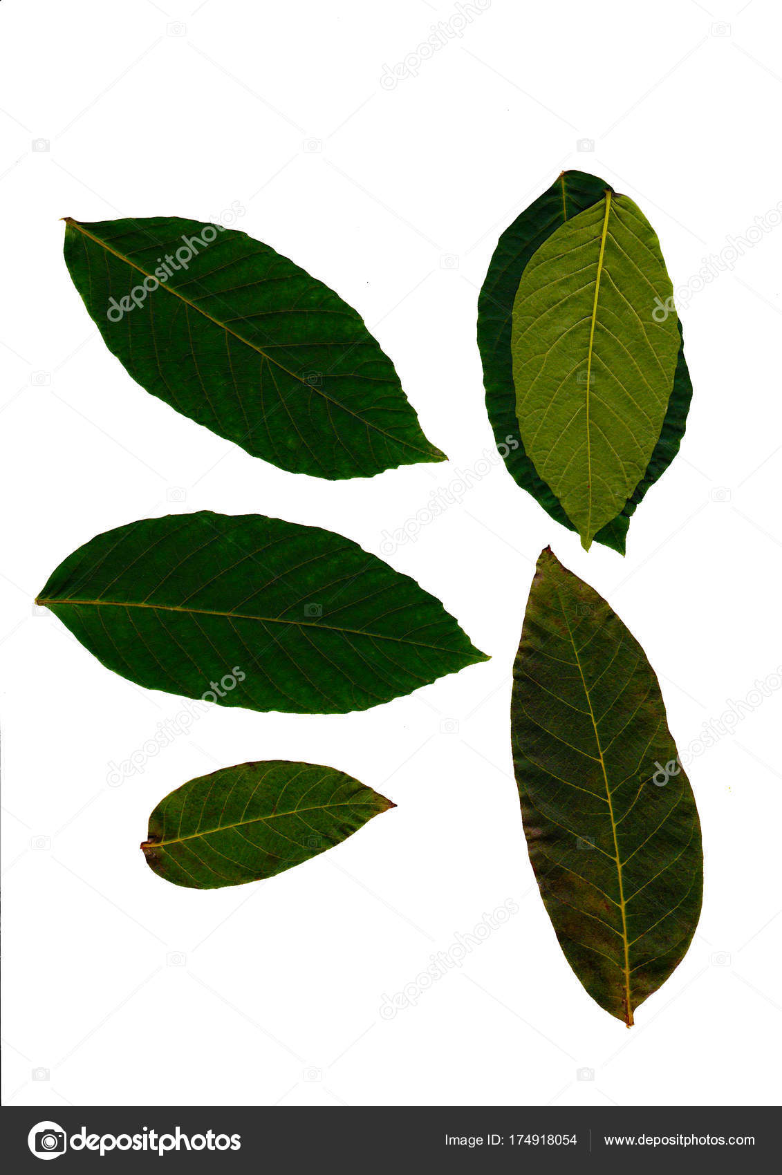 Few green small leaves on white background — Stock Photo © Raketic ...