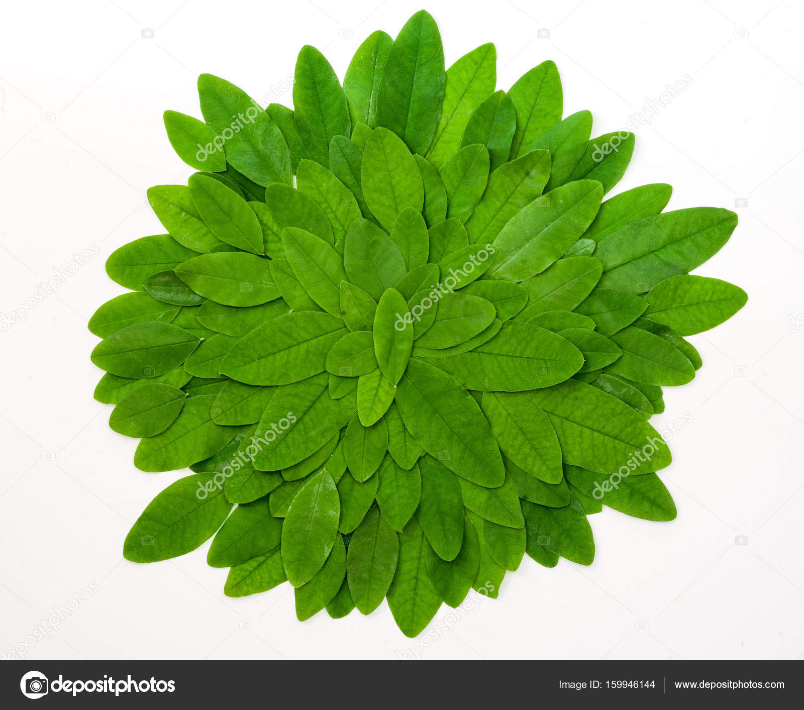 Green round frame with small leaves — Stock Photo © romankrykh@gmail ...