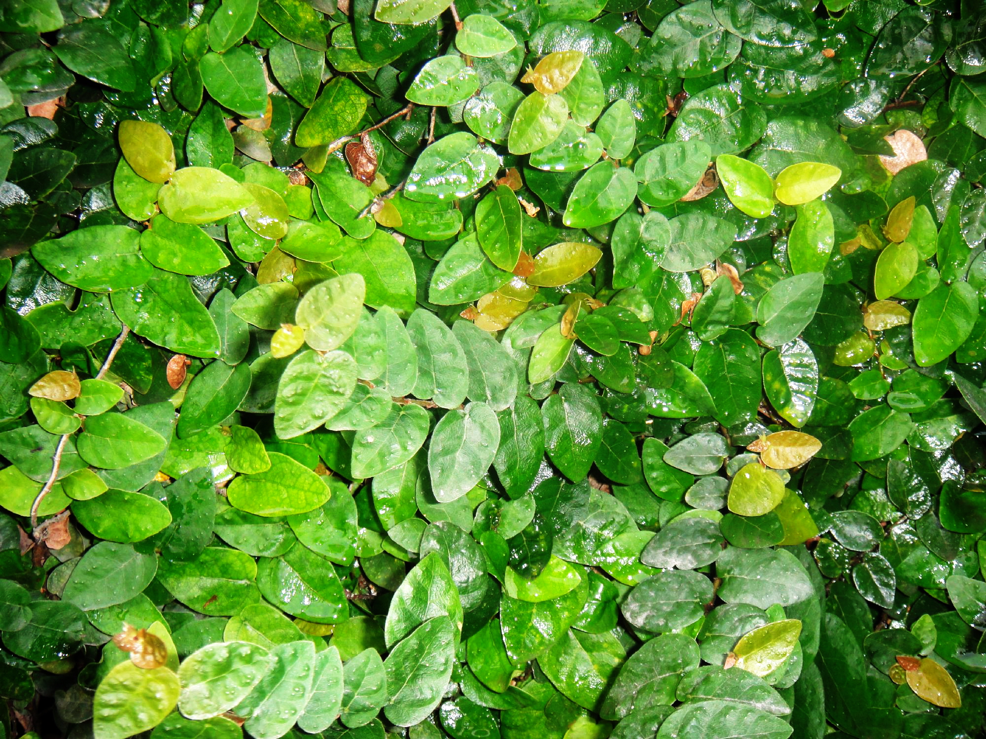 Green small leaves, Fresh, Garden, Green, Leaf, HQ Photo
