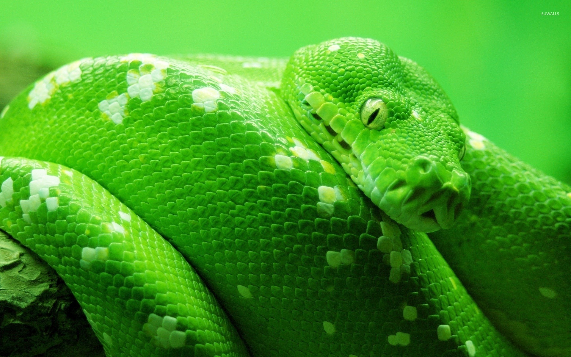Animals & Birds Green Snake wallpapers (Desktop, Phone, Tablet ...