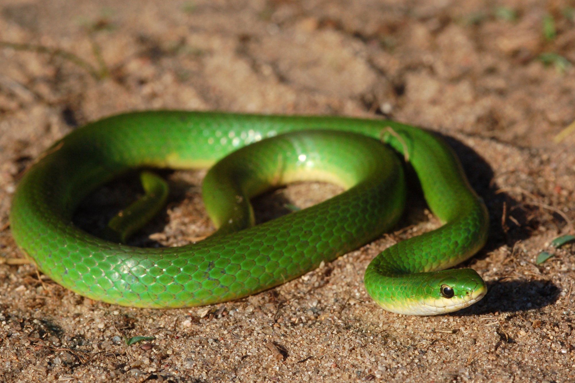 Smooth Greensnake (Opheodrys vernalis) - Amphibians and Reptiles of ...