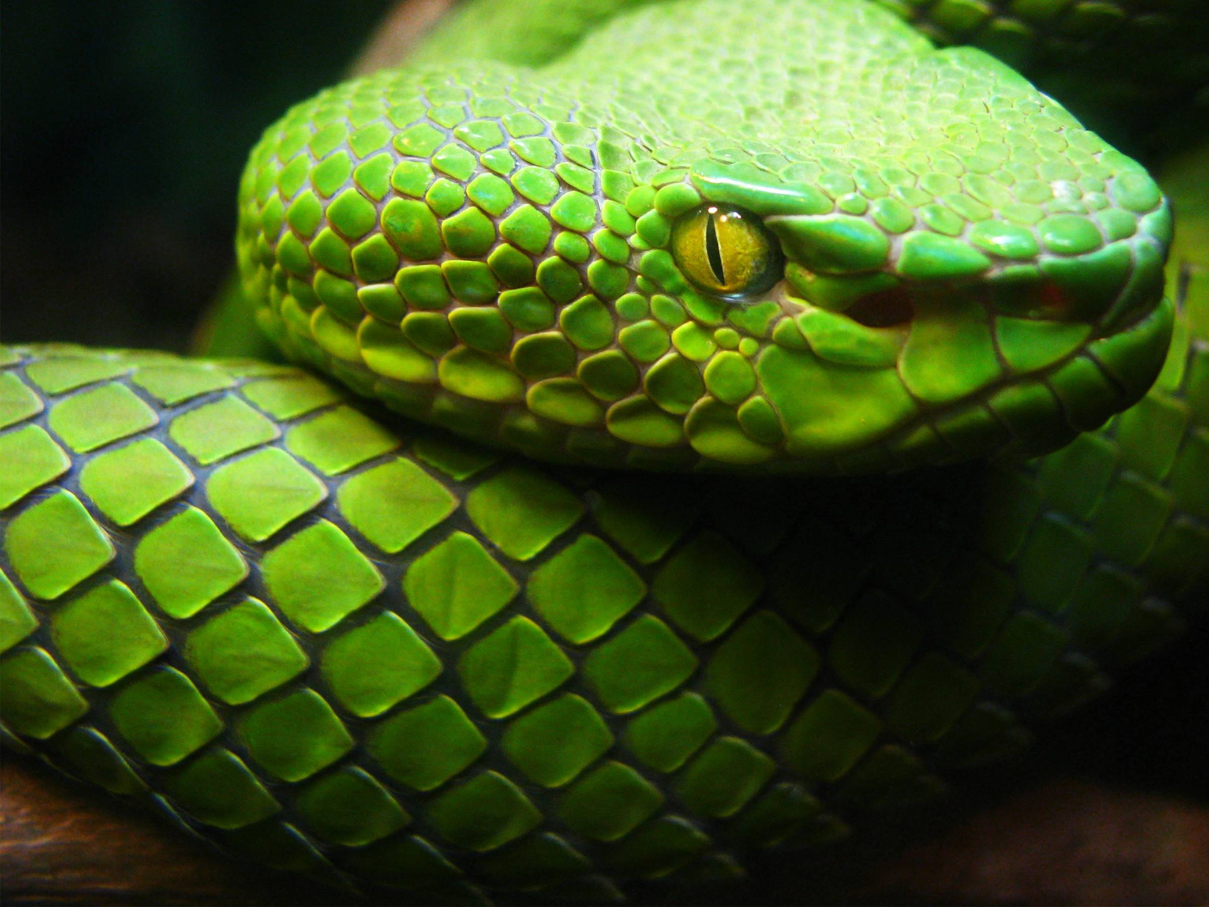 Answering Why Snakes Are Long Could Help Repair Human Spinal Cords ...
