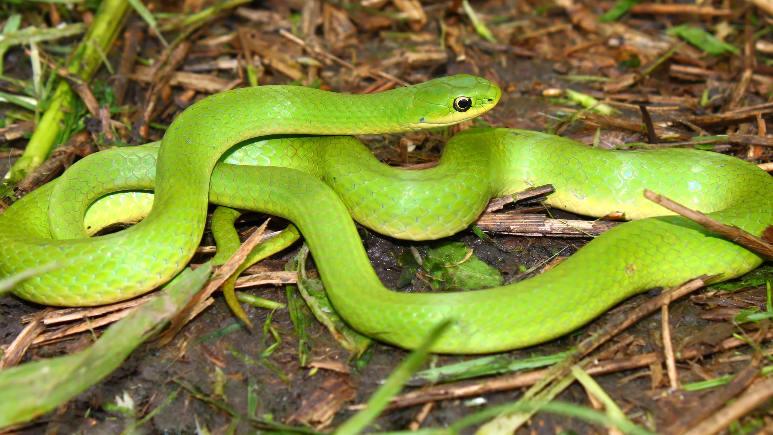 DONATE: Smooth Green Snake - YouTube