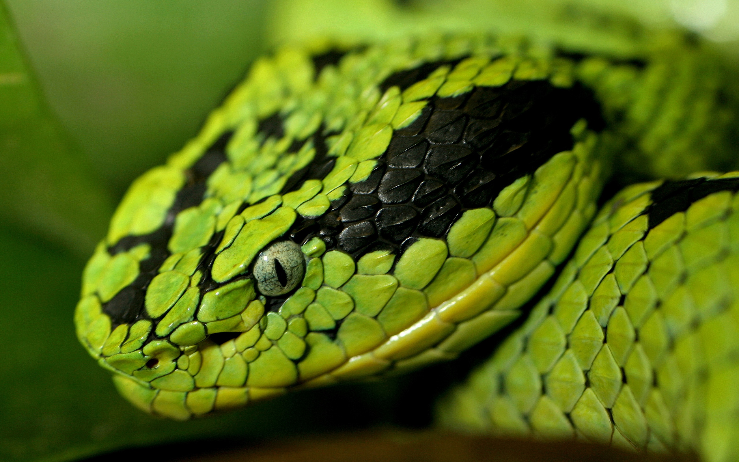 Green Snake Head #6920287