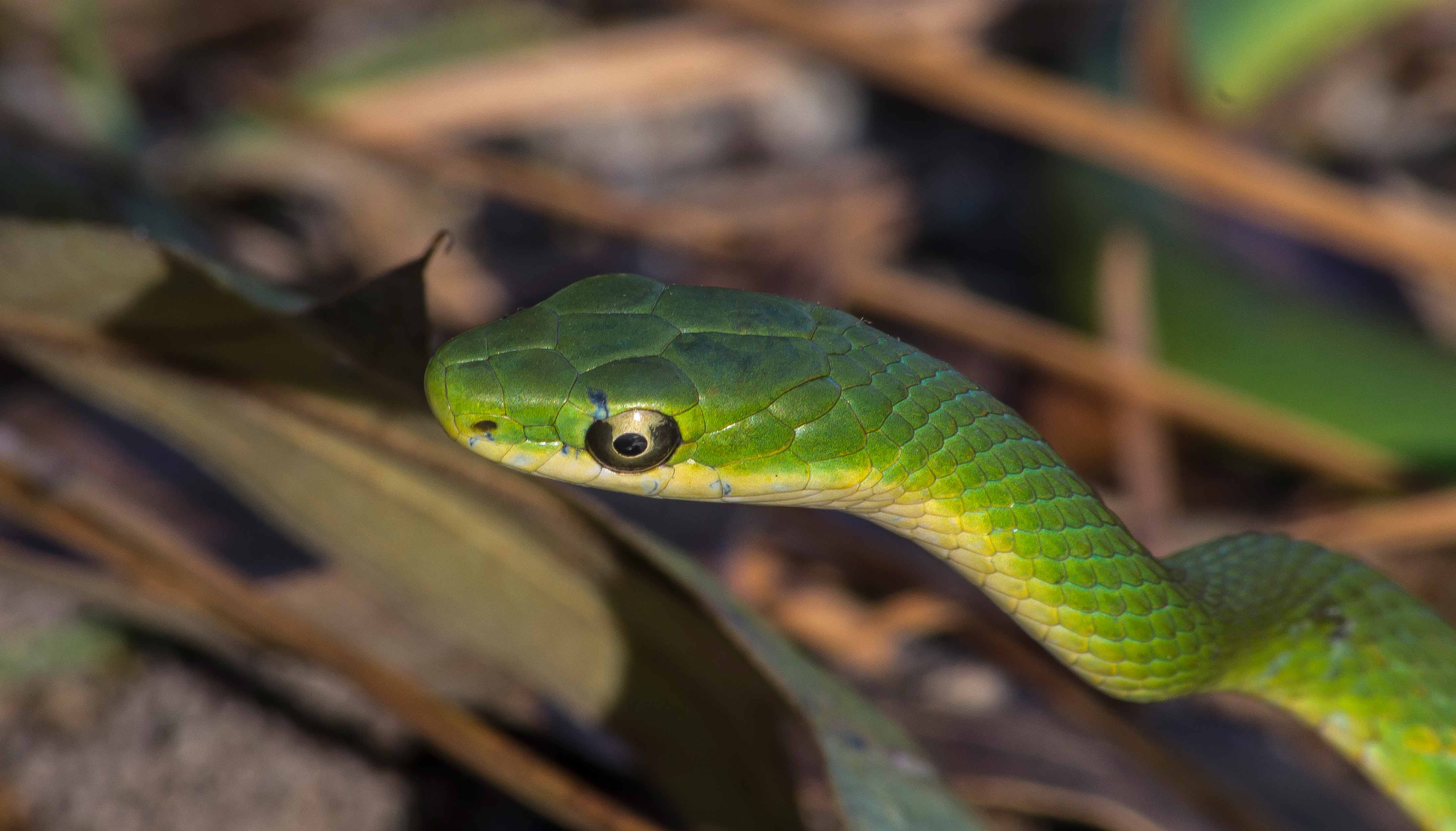 Rough Green Snake |