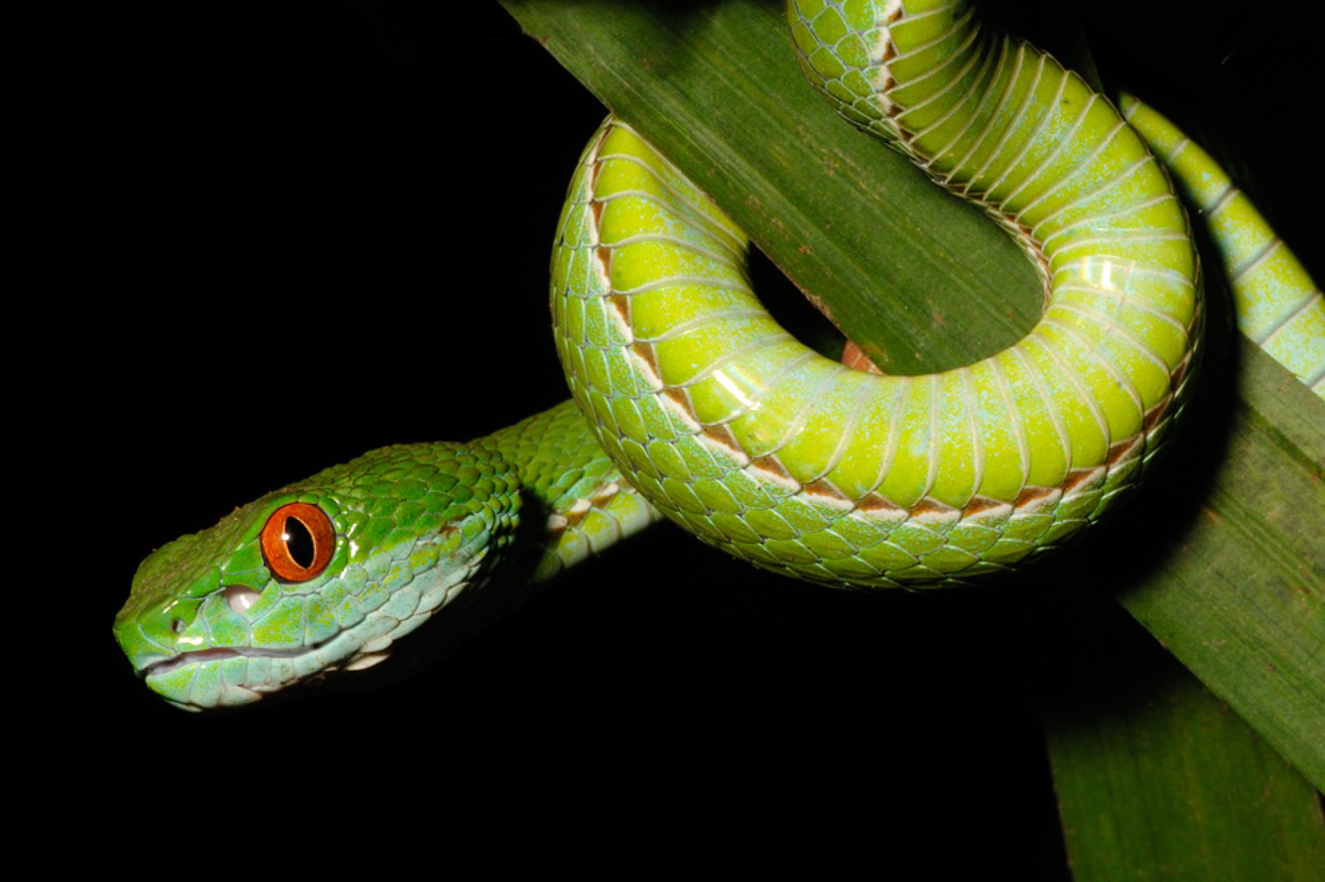 Free photo: Green Snake - Blooded, Climbing, Cold - Free Dow
