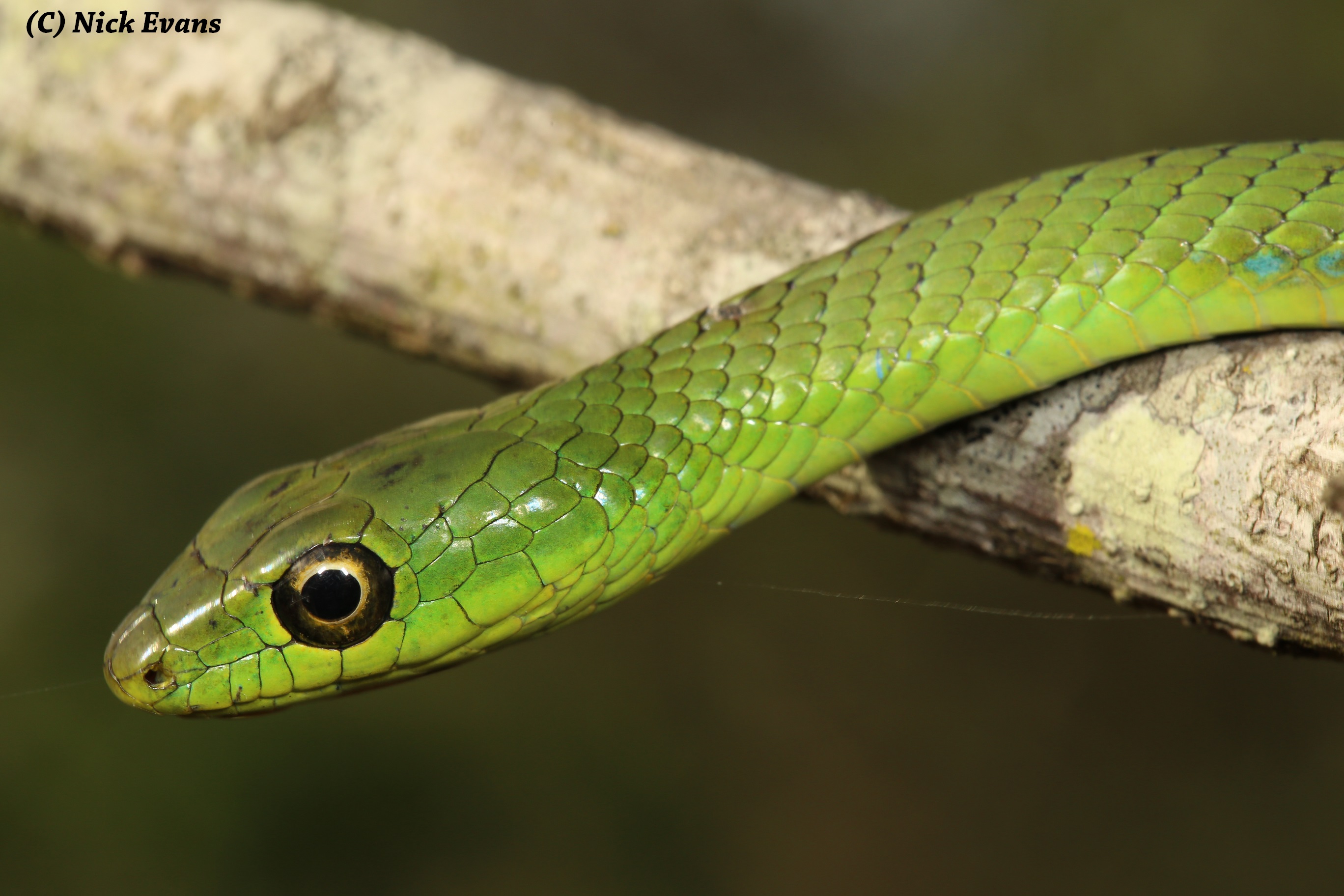 Snakes of Durban- a photographic guide – KwaZulu-Natal Amphibian ...