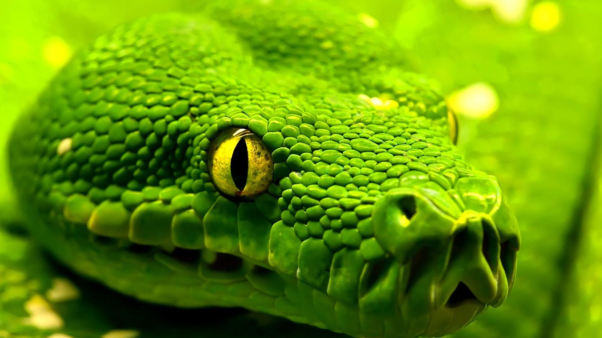 Desktop Green Snake Background Dowload