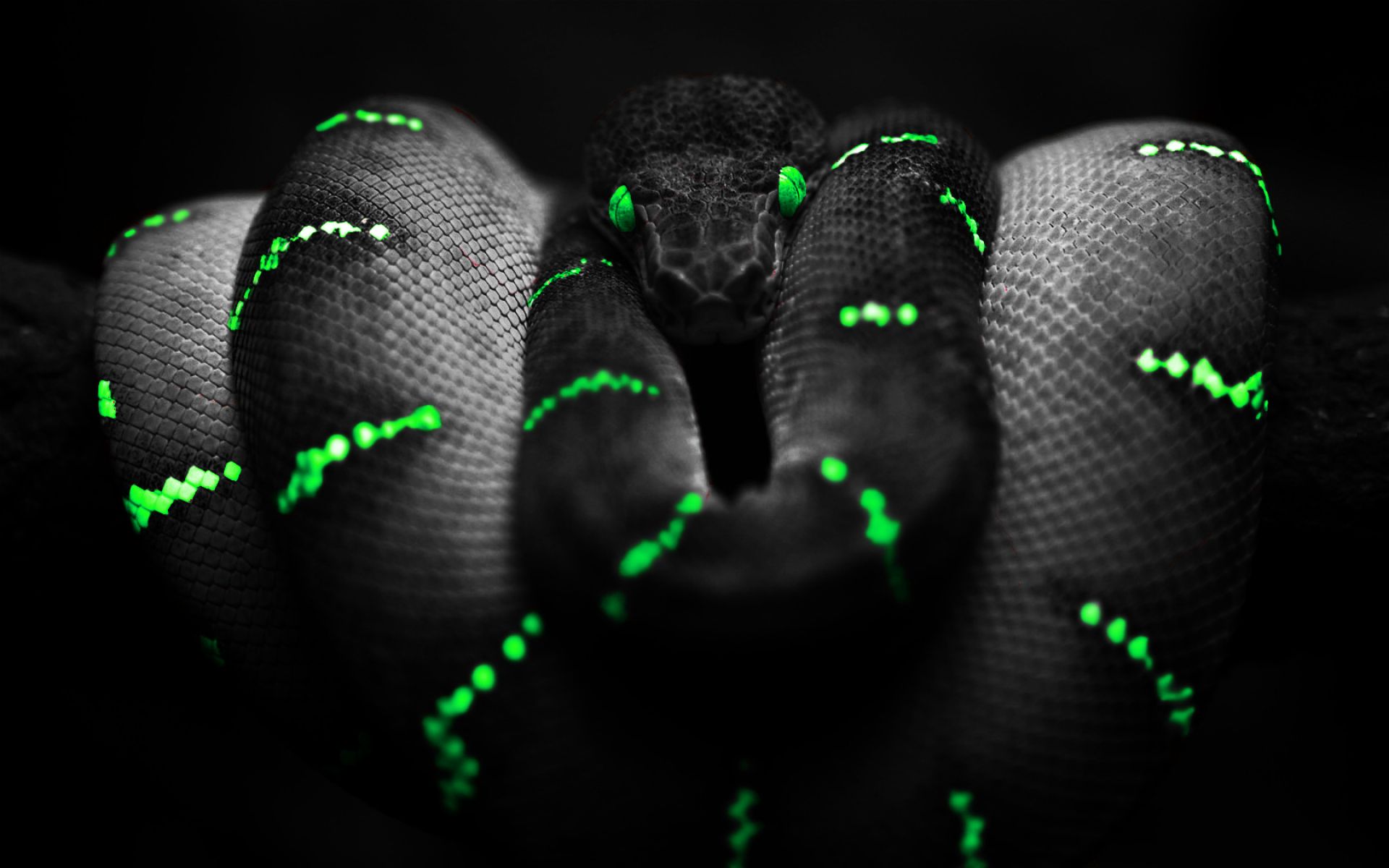Dangerous Black And Green Snake | HD Animals and Birds Wallpapers ...