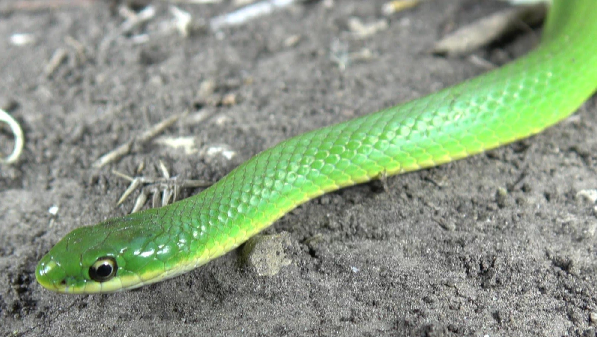 The Green Poop Snake: Chasing Reptiles & Amphibians! Nature, Travel ...