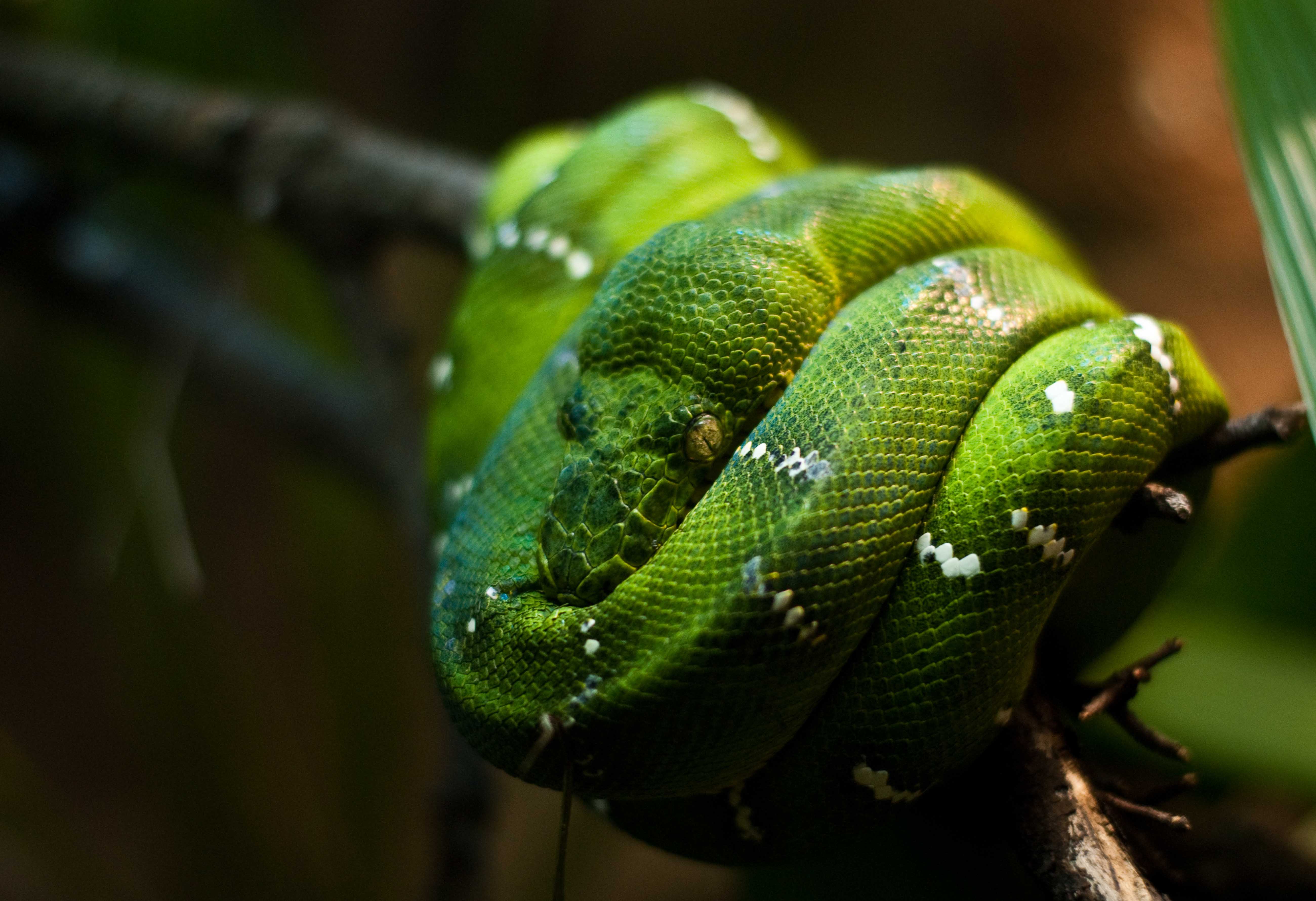Smooth Green Snake 5k Retina Ultra HD Bakgrund and Bakgrund ...
