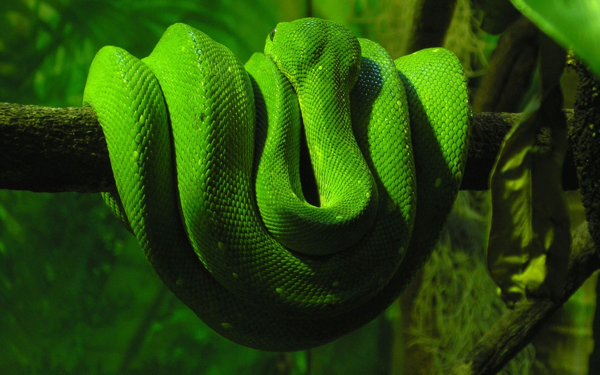 Green Snake Wallpapers | Wallpapers HD