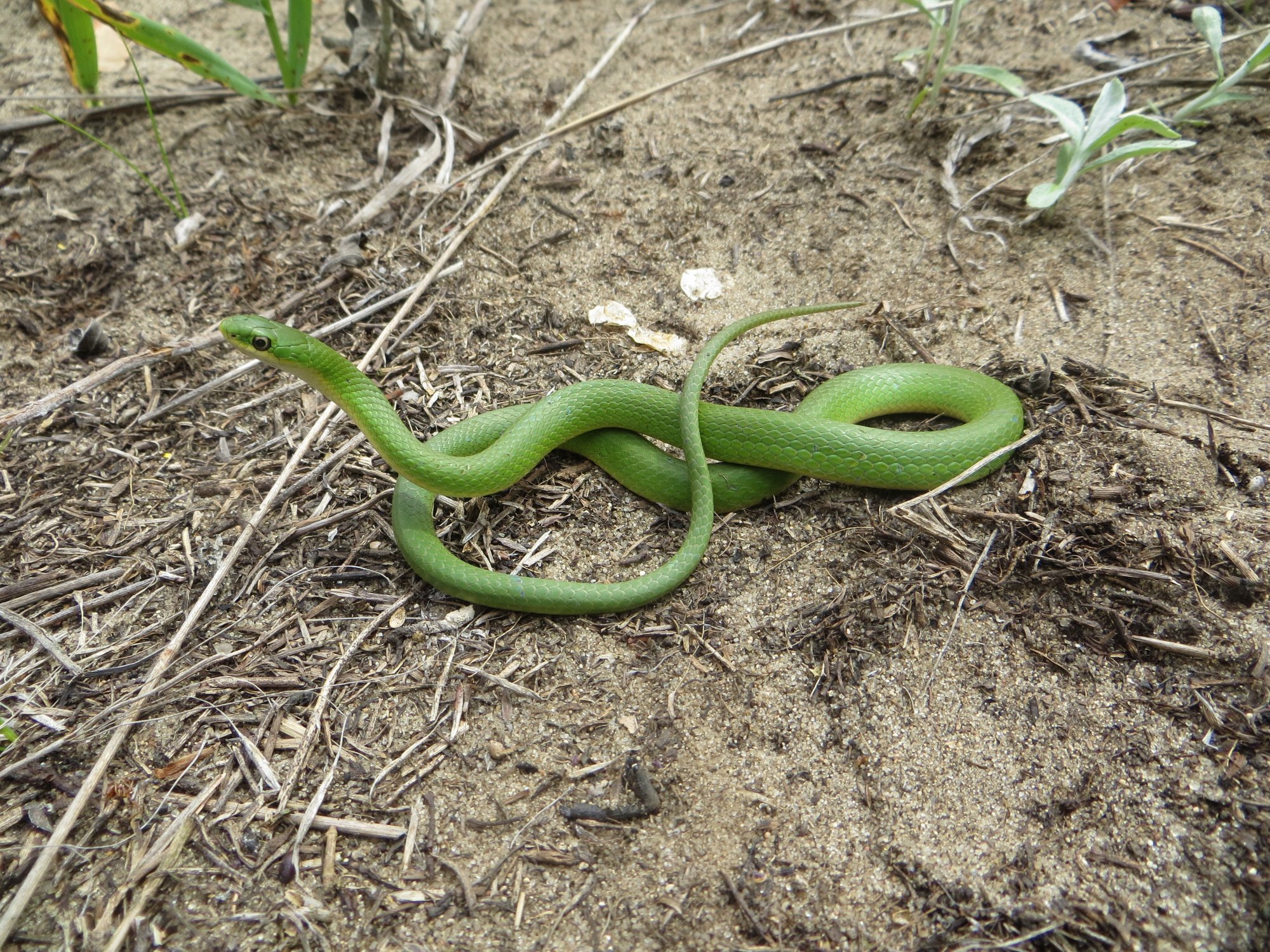 Smooth Green Snake (Opheodrys vernalis) - Reptiles and Amphibians of ...