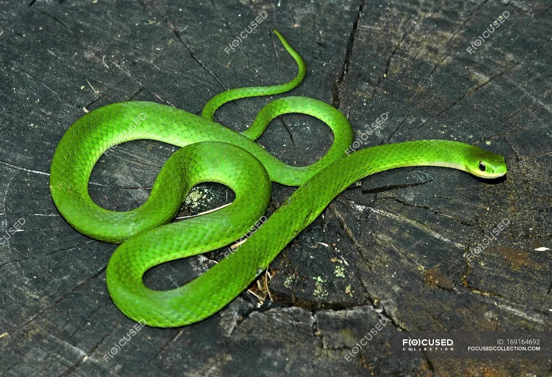 Bright Green Snake — Stock Photo | #169164692