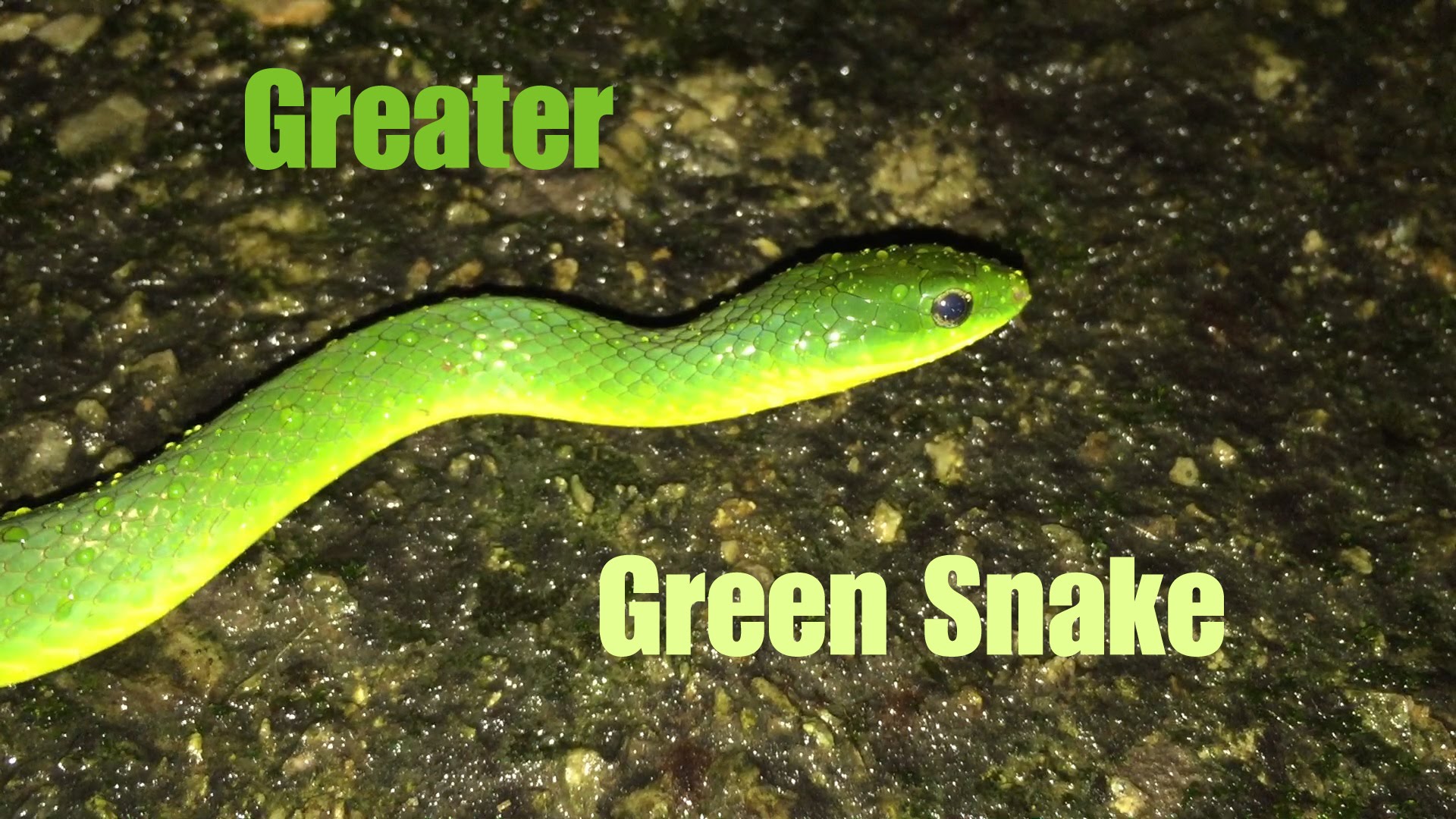 Greater Green Snake - YouTube