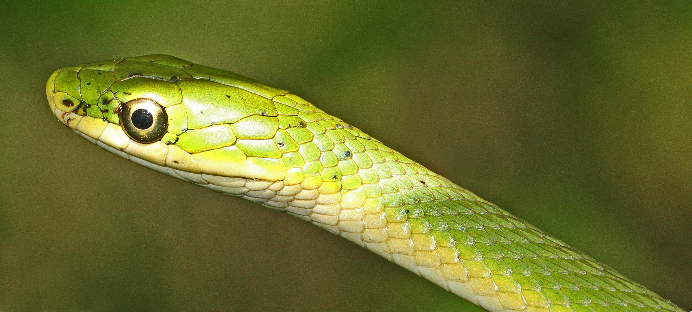 File:Rough Green Snake - Opheodrys aestivus.jpg - Wikimedia Commons