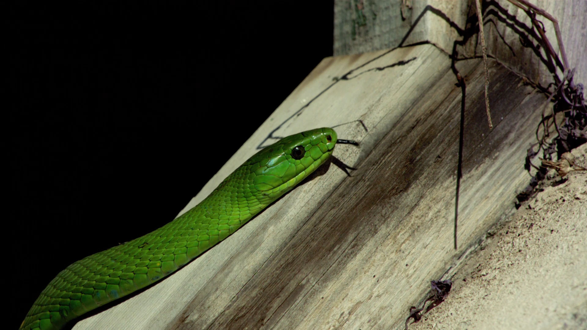 Green Snake Identification - Snake City Video - National Geographic ...