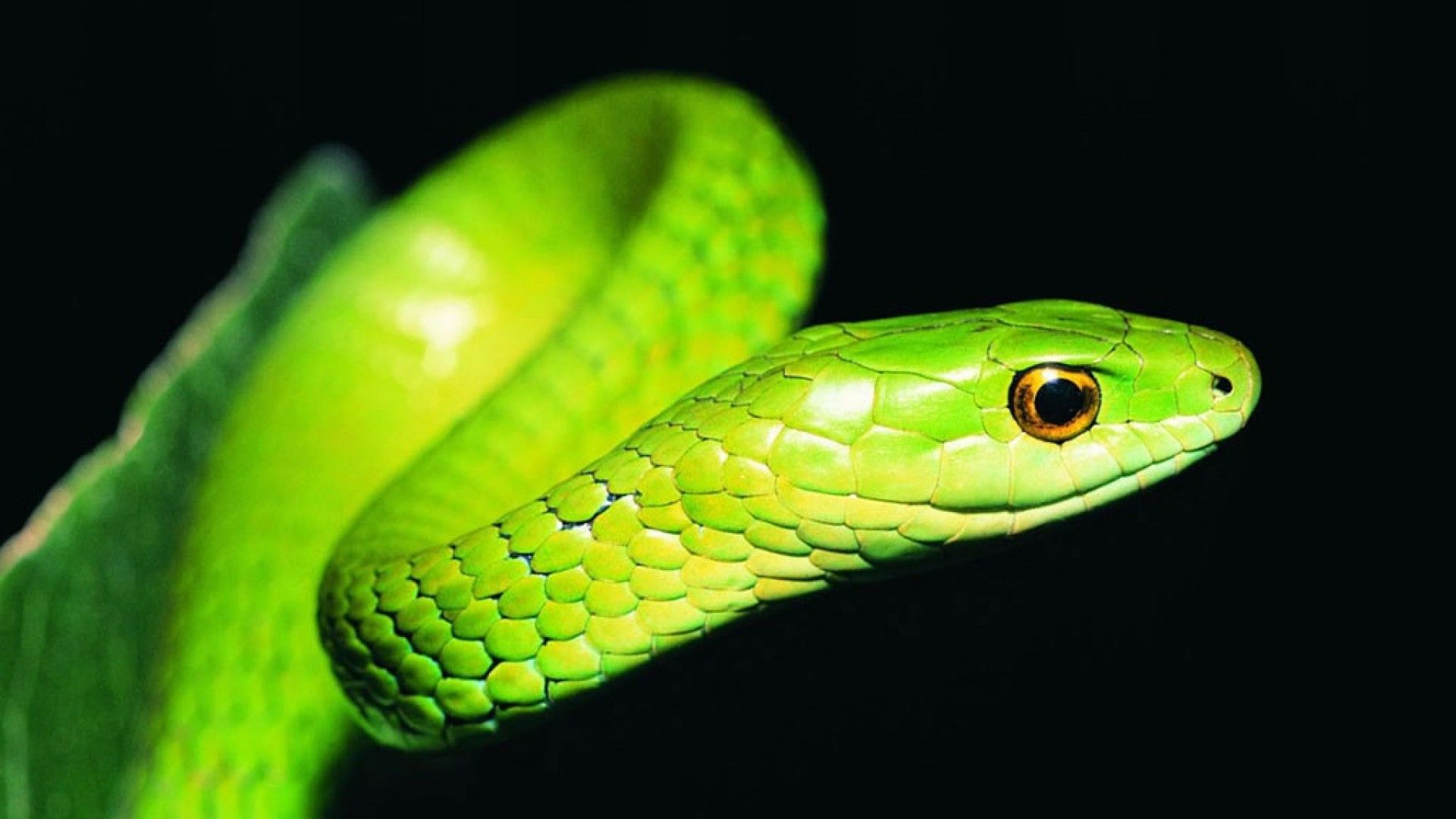 Bamboo Green Snake – HD Black Wallpaper | Reiseziele | Pinterest ...