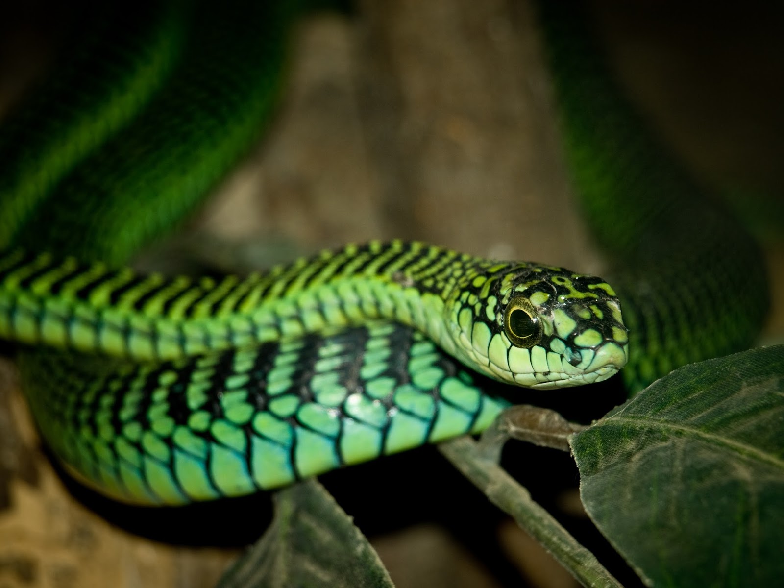 Special Effects Makeup: Different Types of Green Snakes
