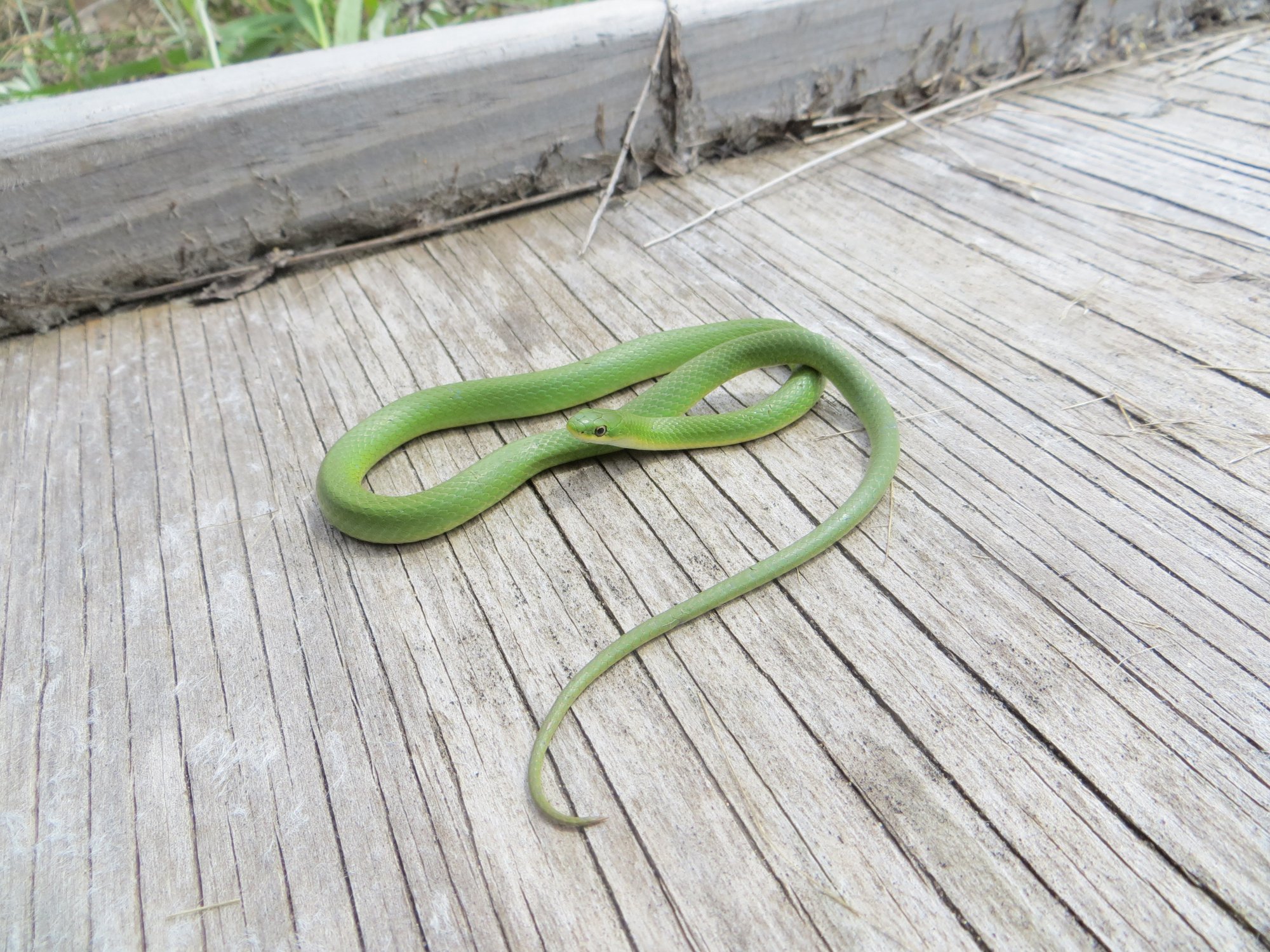 Smooth Green Snake (Opheodrys vernalis) - Reptiles and Amphibians of ...
