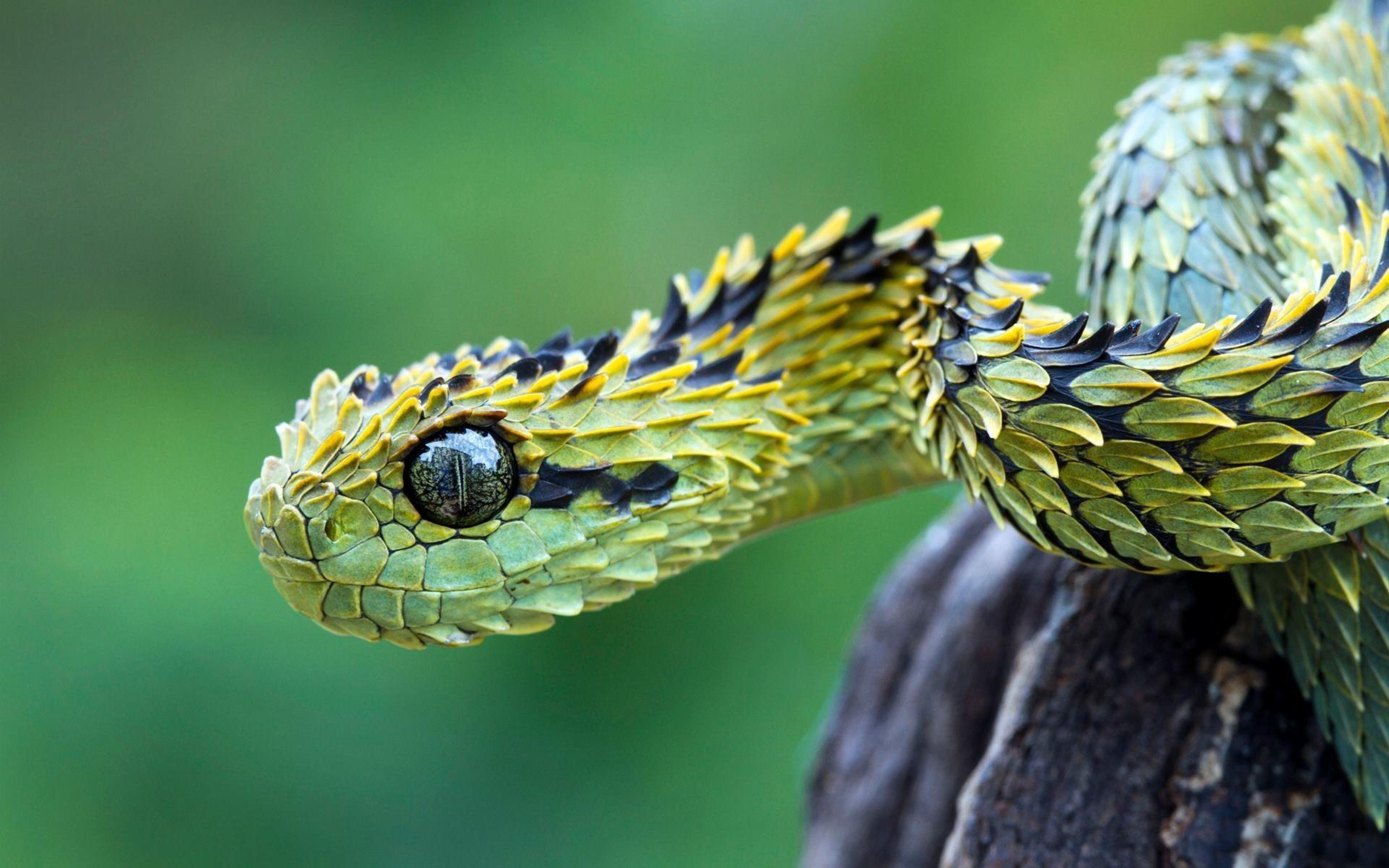 Unusual Snakes Barbed Green Snake Camouflage Hd Wallpaper ...