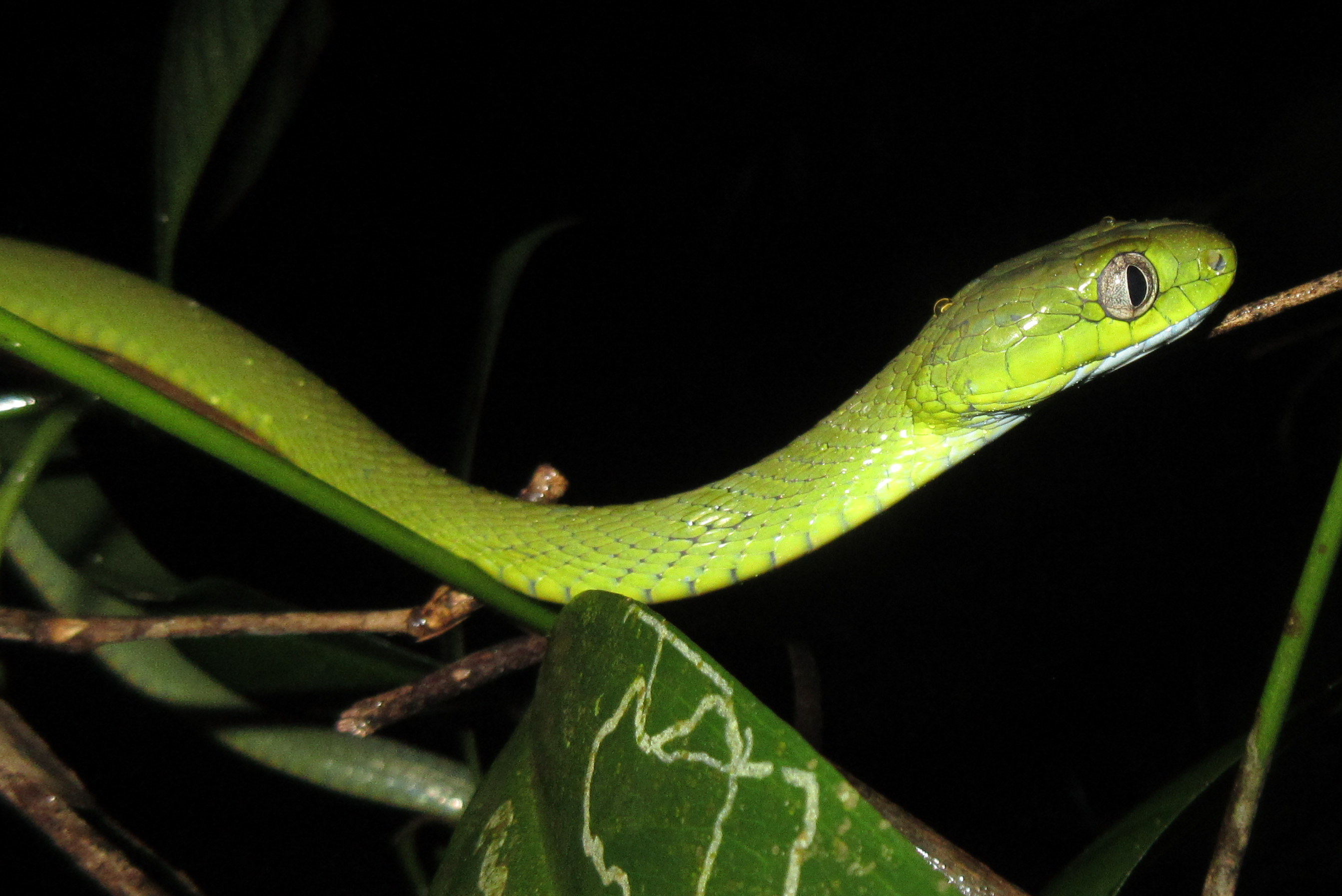 Green Cat Snake | Reptiles and Amphibians of Bangkok