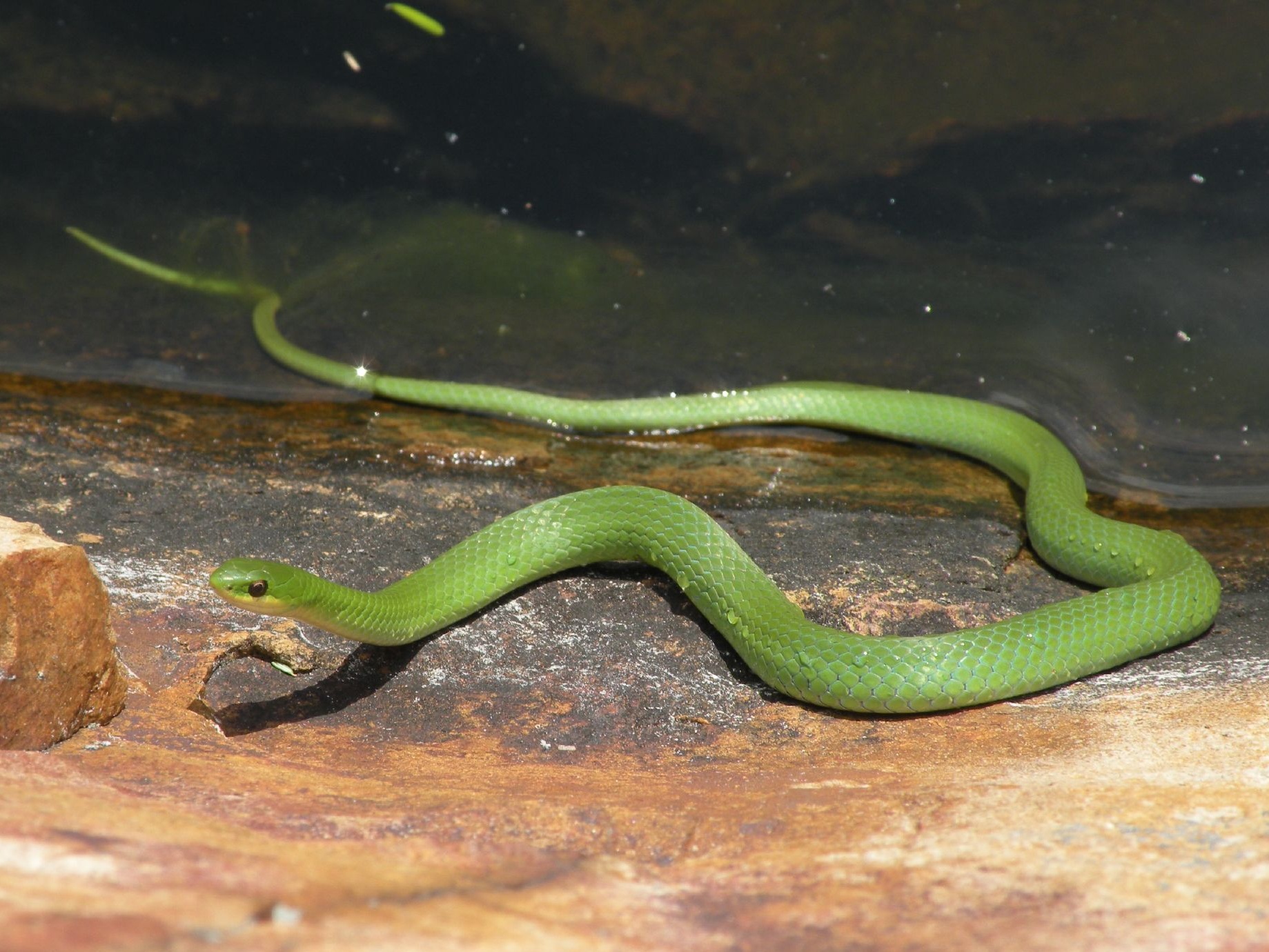 File:Smooth Green Snake.jpg - Wikimedia Commons