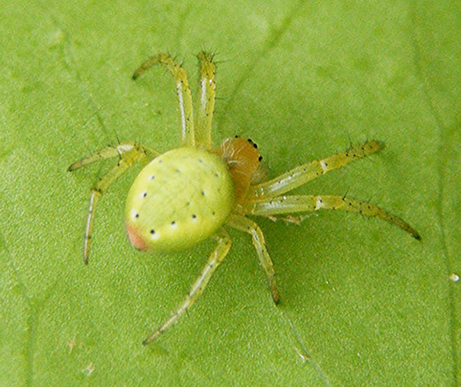 Green spider photo