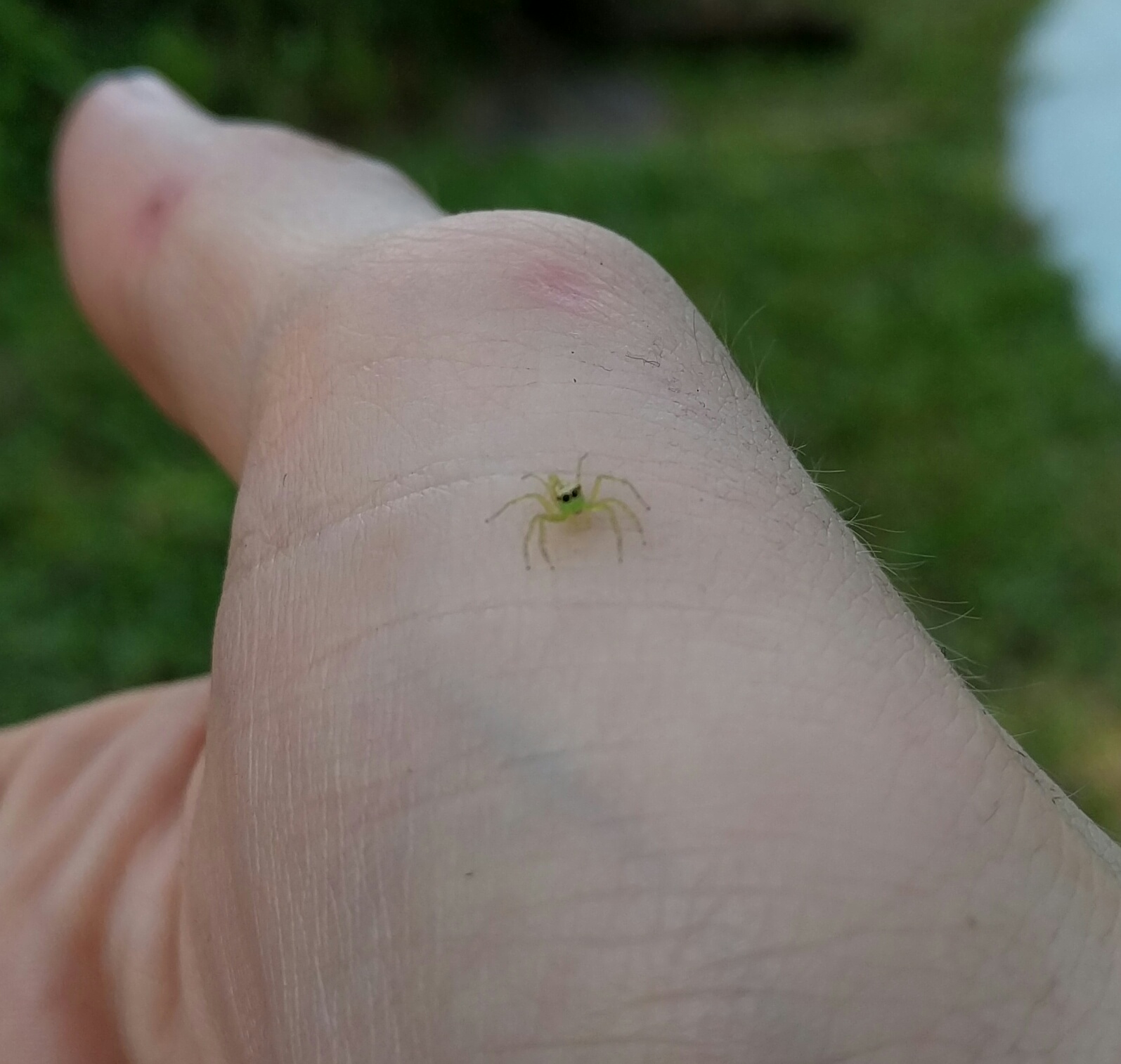 Met a tiny green spider wearing sunnies today : aww