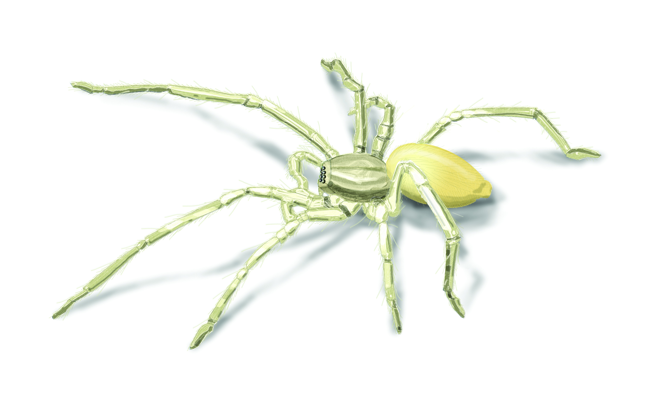 Yellow Sac Spiders: Get Rid of Yellow Sac Spider Infestation