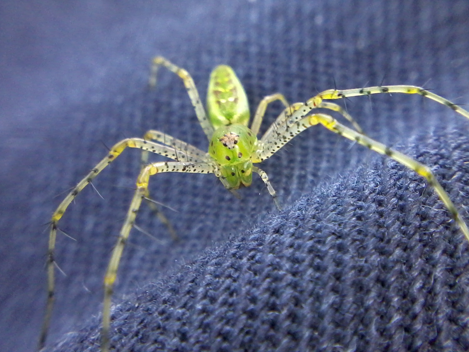 Green Spider | Mangrove Explorer