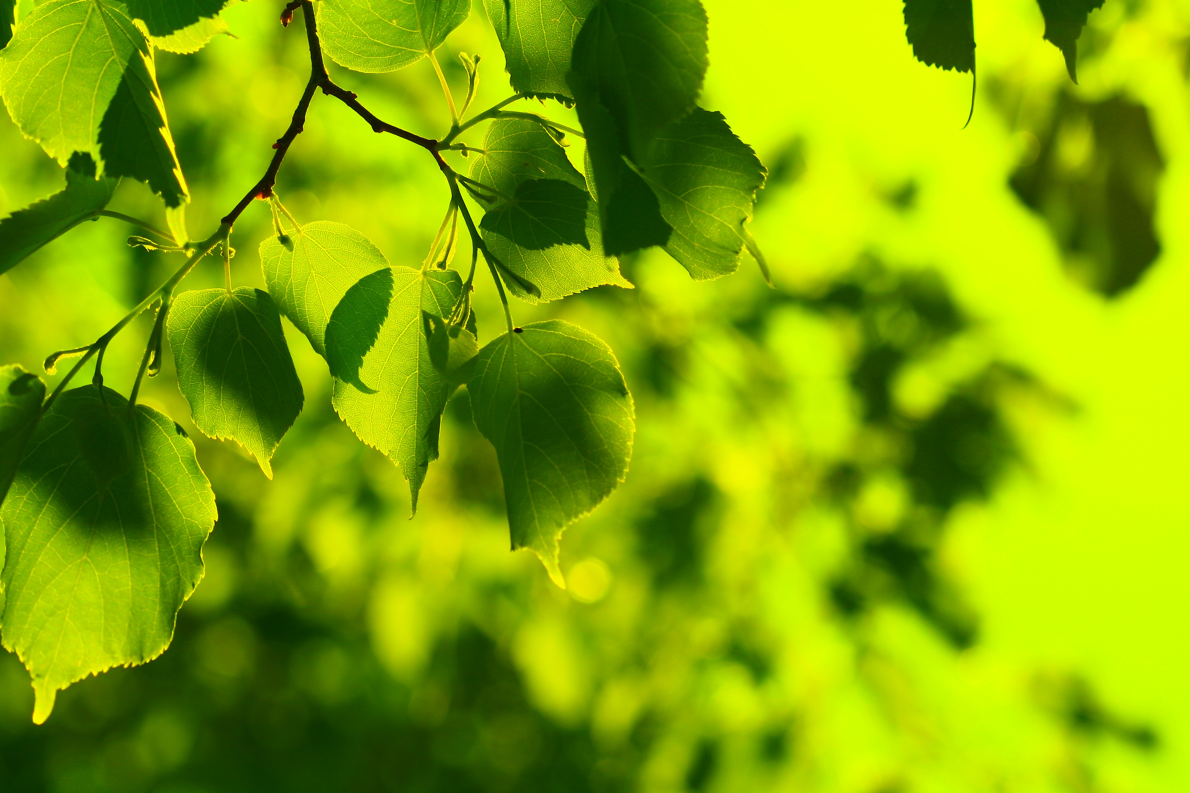 File:Verde Free Bright Green Spring Leaves Creative Commons ...