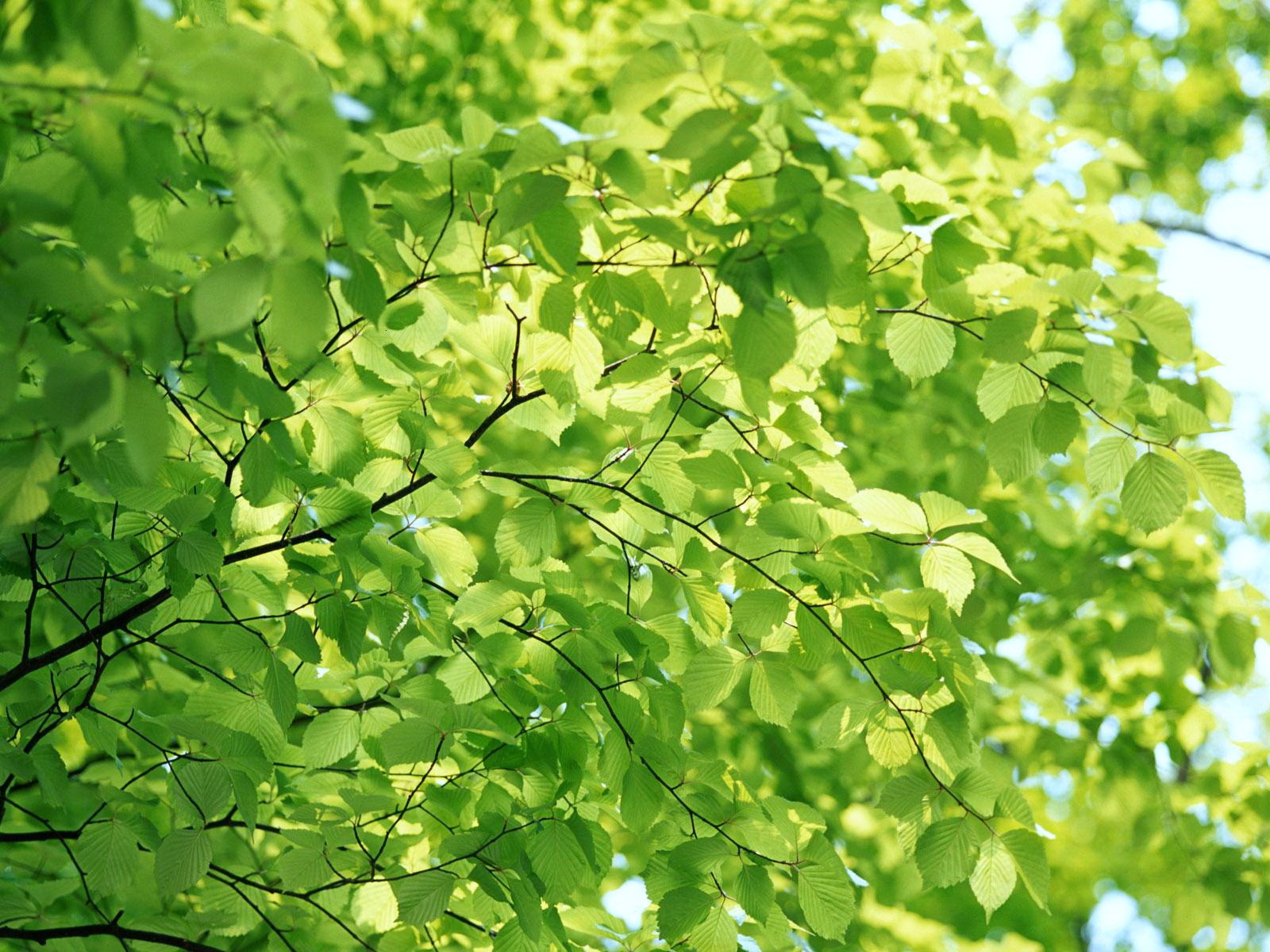 Other: Spring Green Season Tree Greenish Leaves Sunlight Wallpaper ...