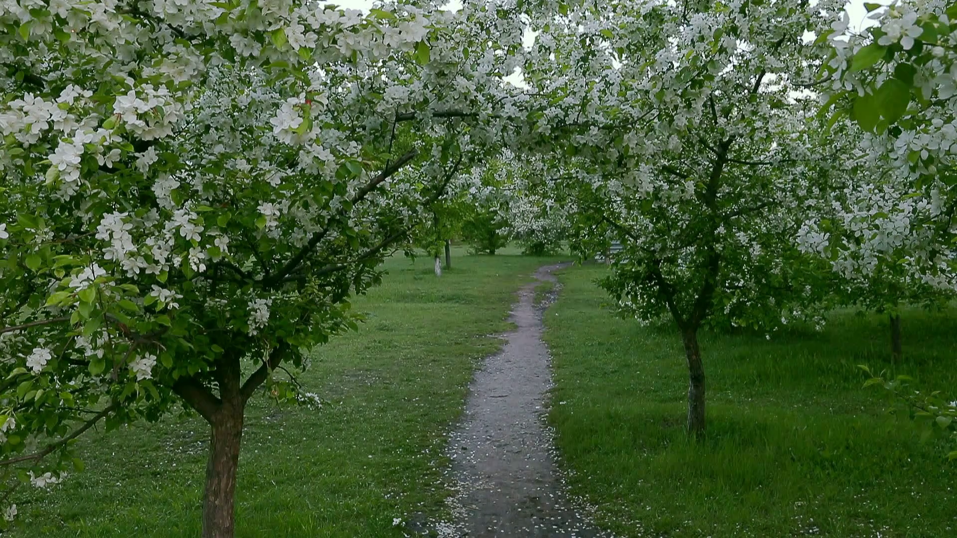 Green white branches blossom apple tree above path way springtime ...