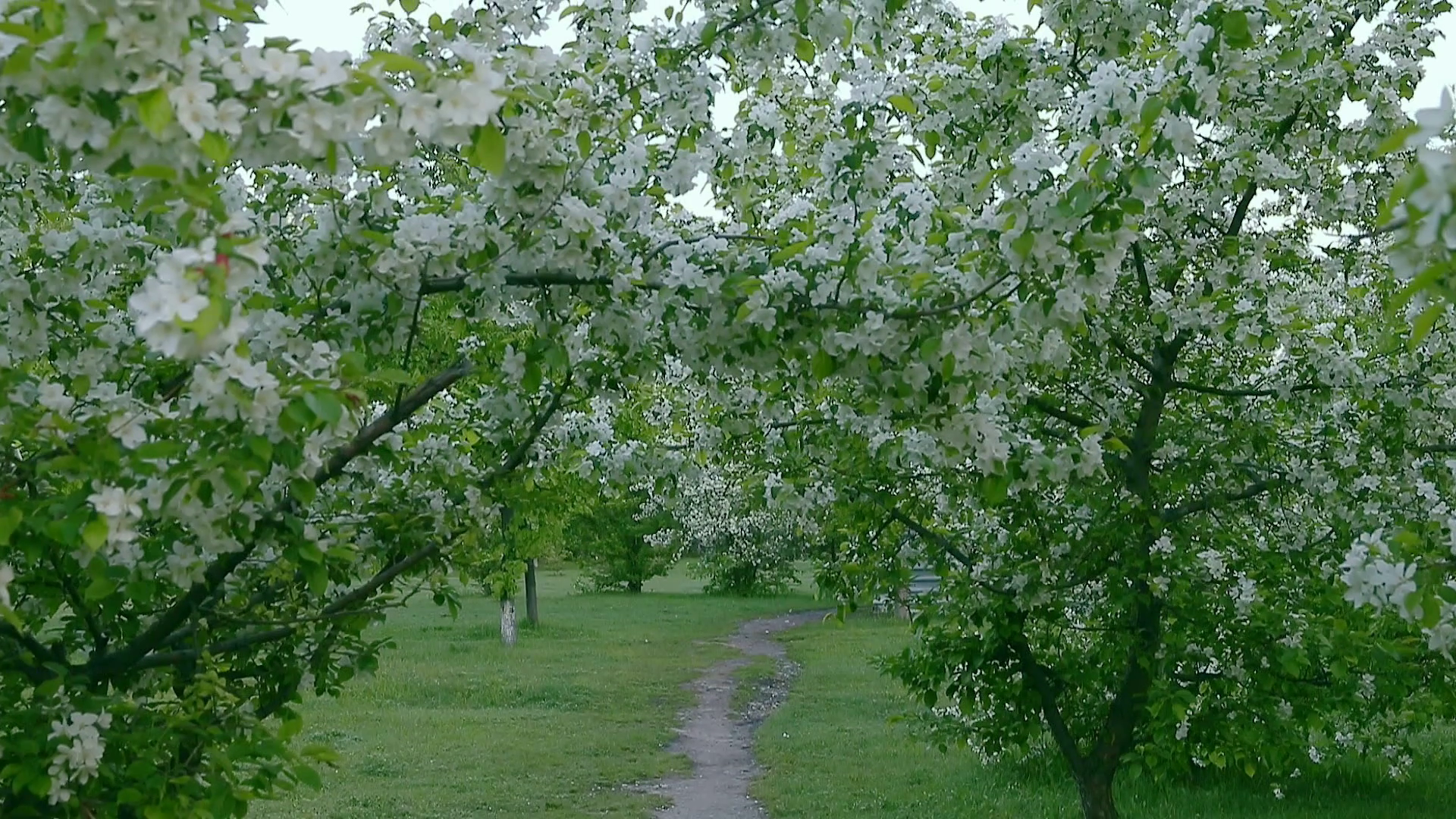 Green white branches of blossom apple tree above path way springtime ...