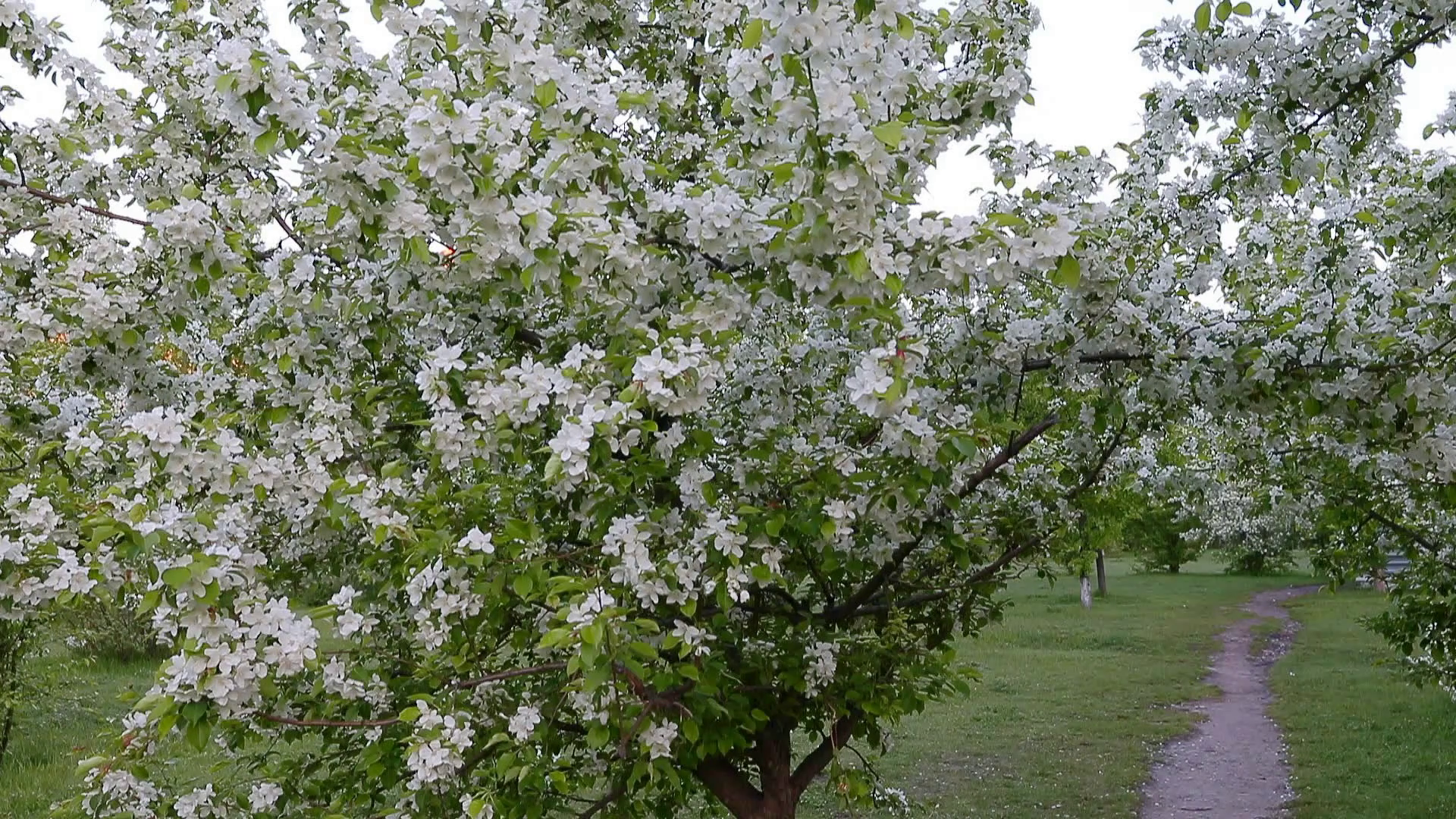 Green white branches blossom apple tree above path way springtime ...